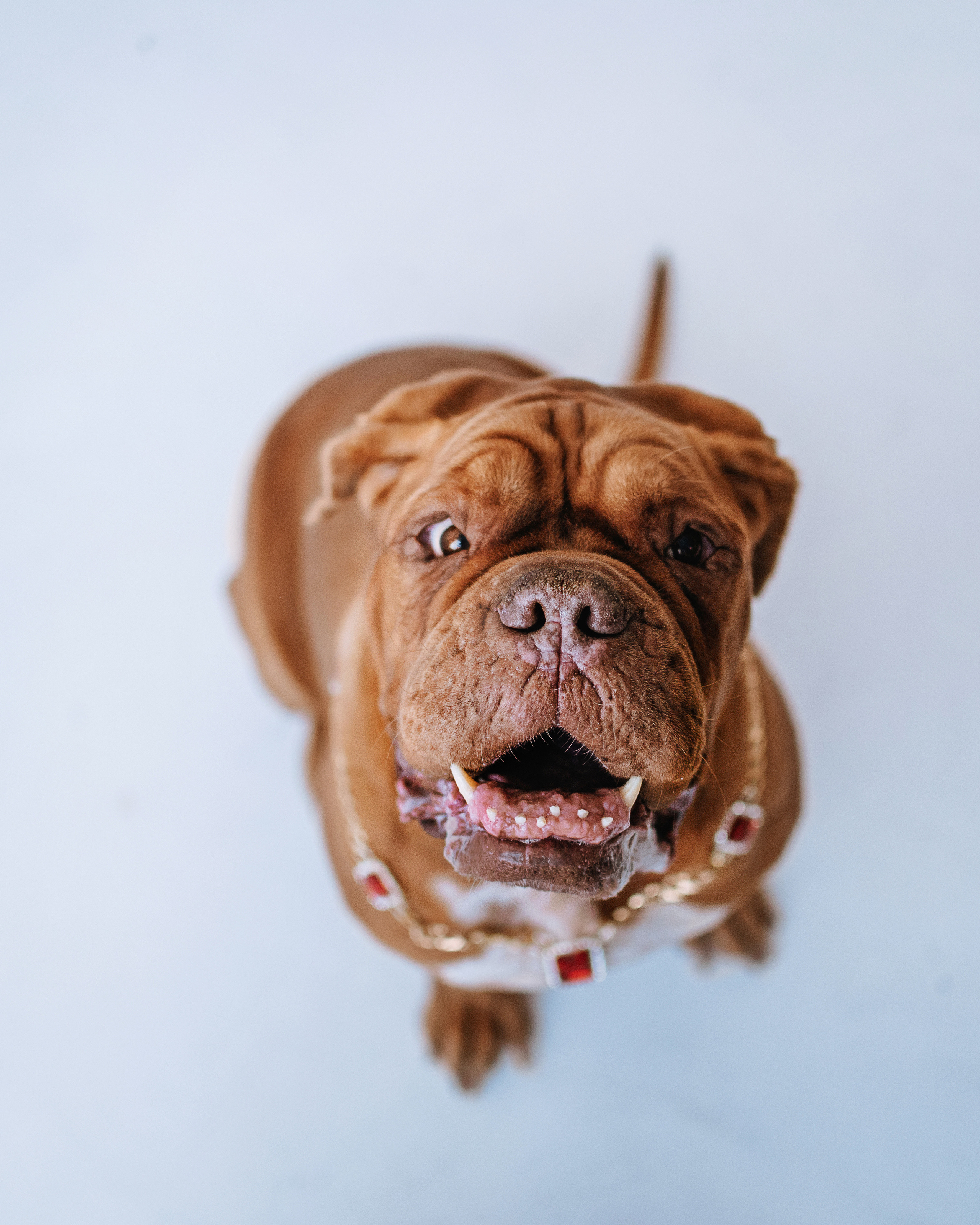 Студия: бульдог Бургер, бордосский дог Саша и Денис с Таней. Портфолио