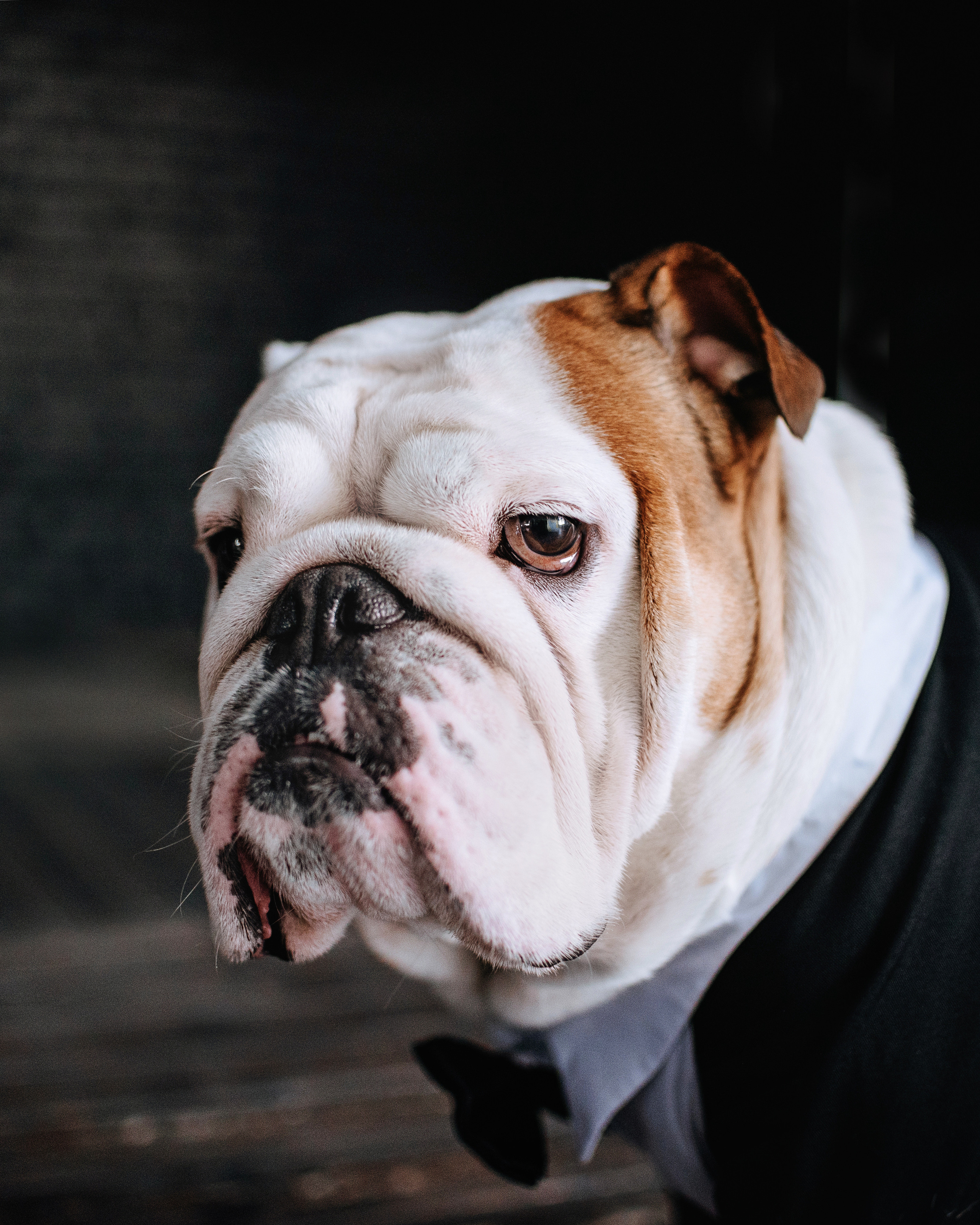 Студия: бульдог Бургер, бордосский дог Саша и Денис с Таней. Портфолио