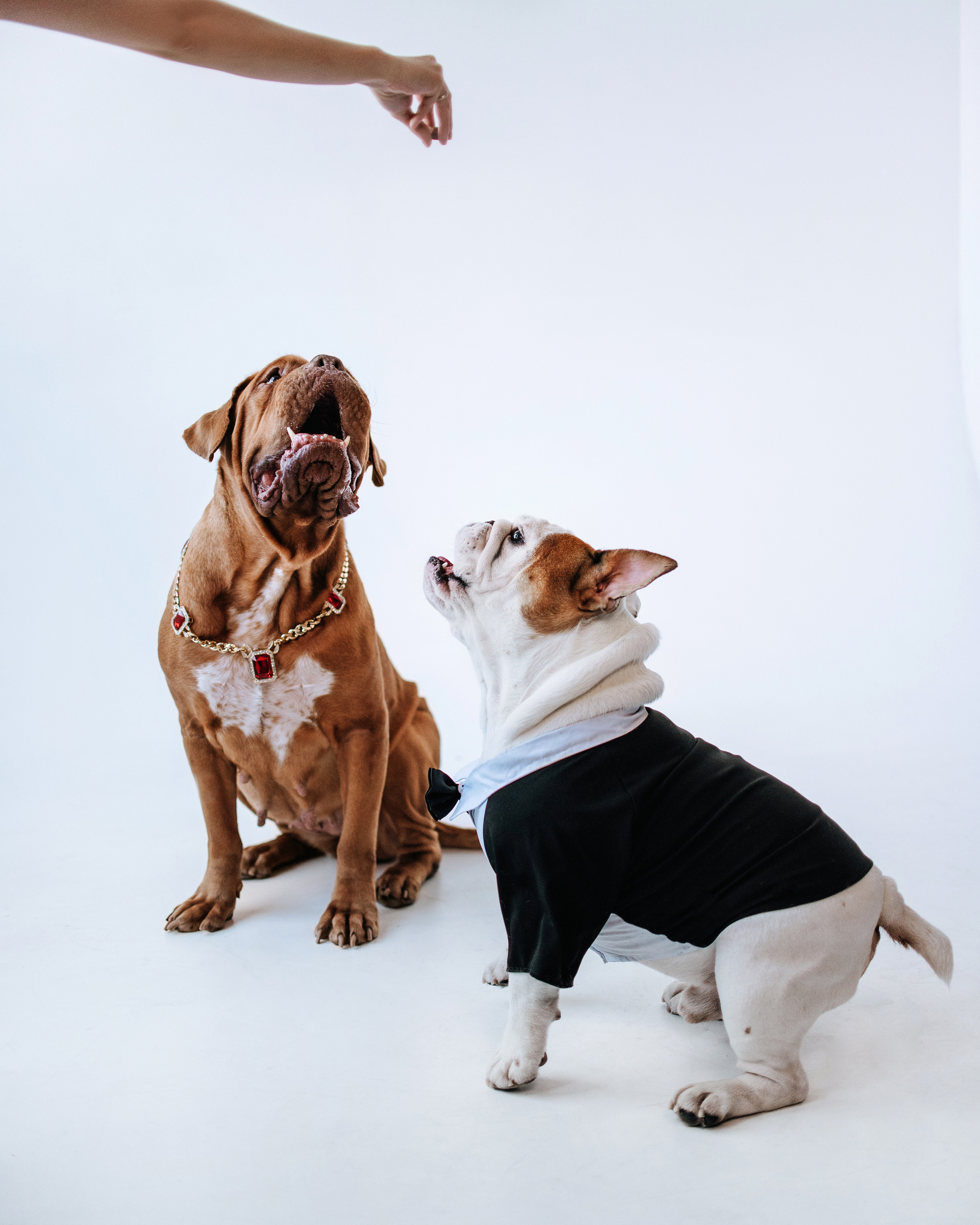 Студия: бульдог Бургер, бордосский дог Саша и Денис с Таней. Портфолио