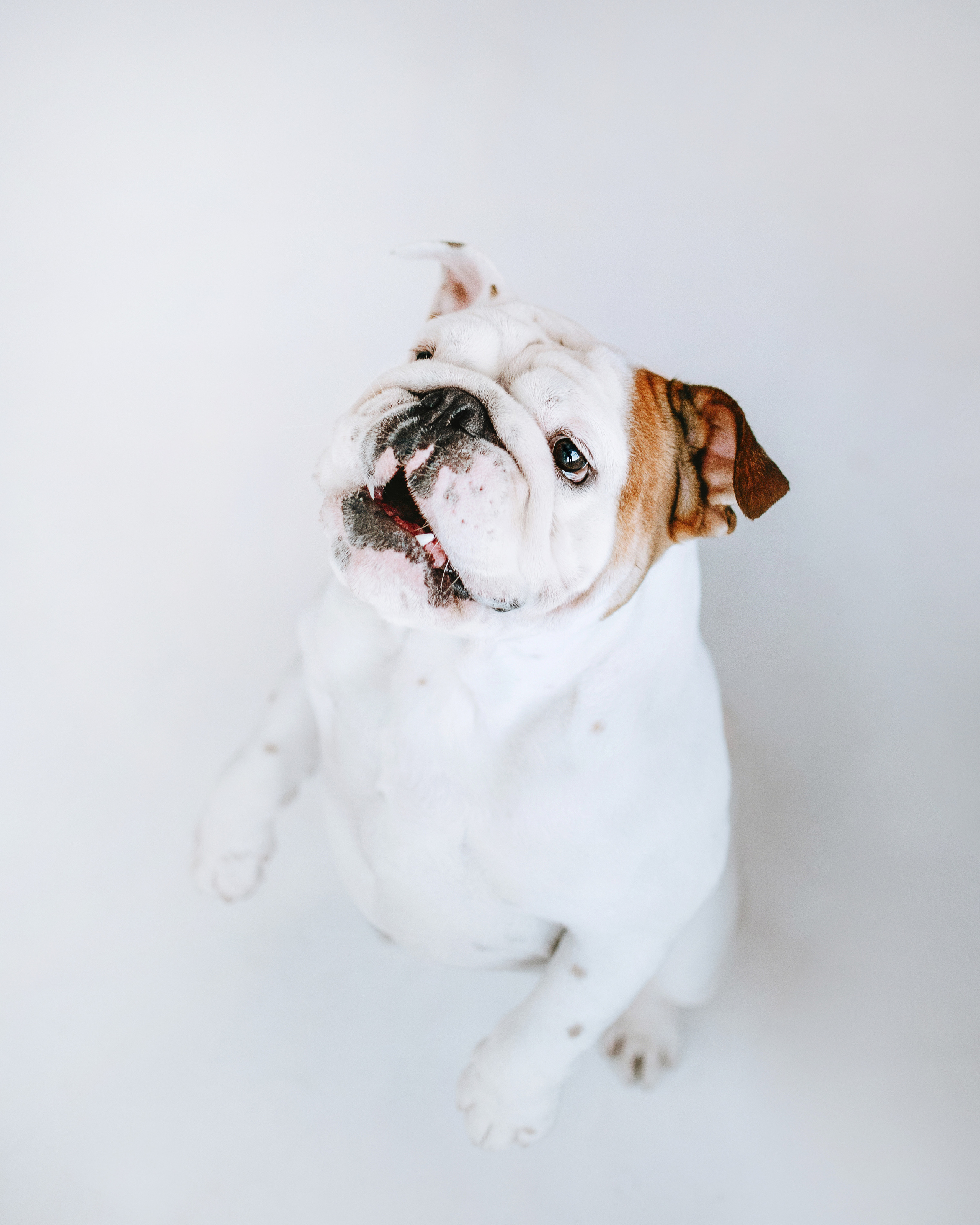 Студия: бульдог Бургер, бордосский дог Саша и Денис с Таней. Портфолио