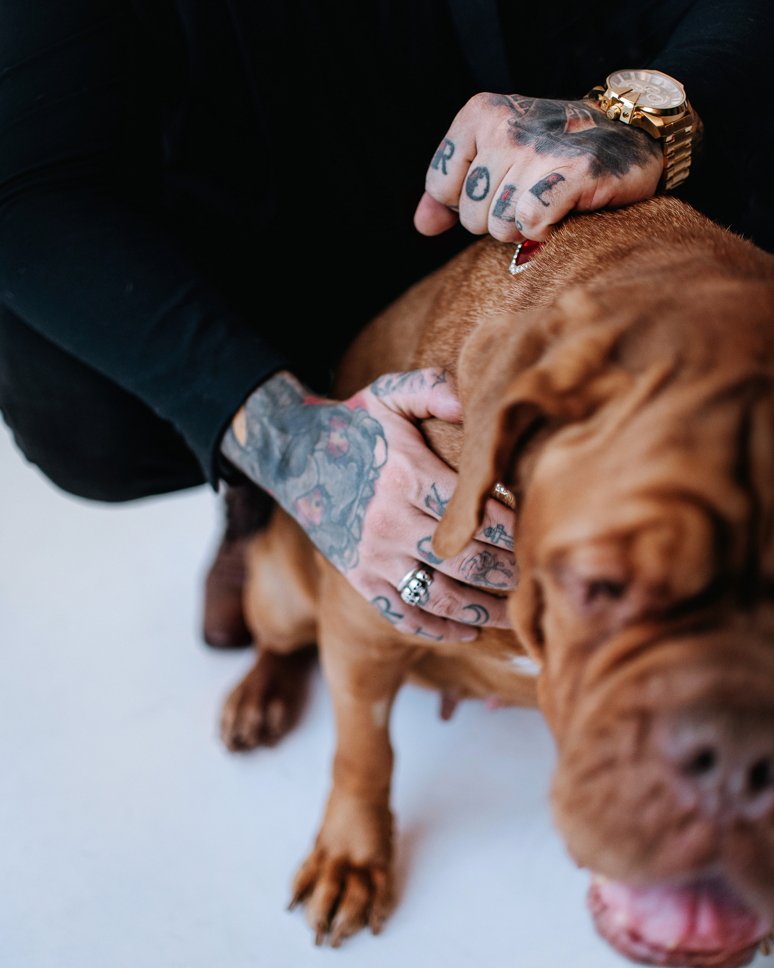 Студия: бульдог Бургер, бордосский дог Саша и Денис с Таней. Портфолио