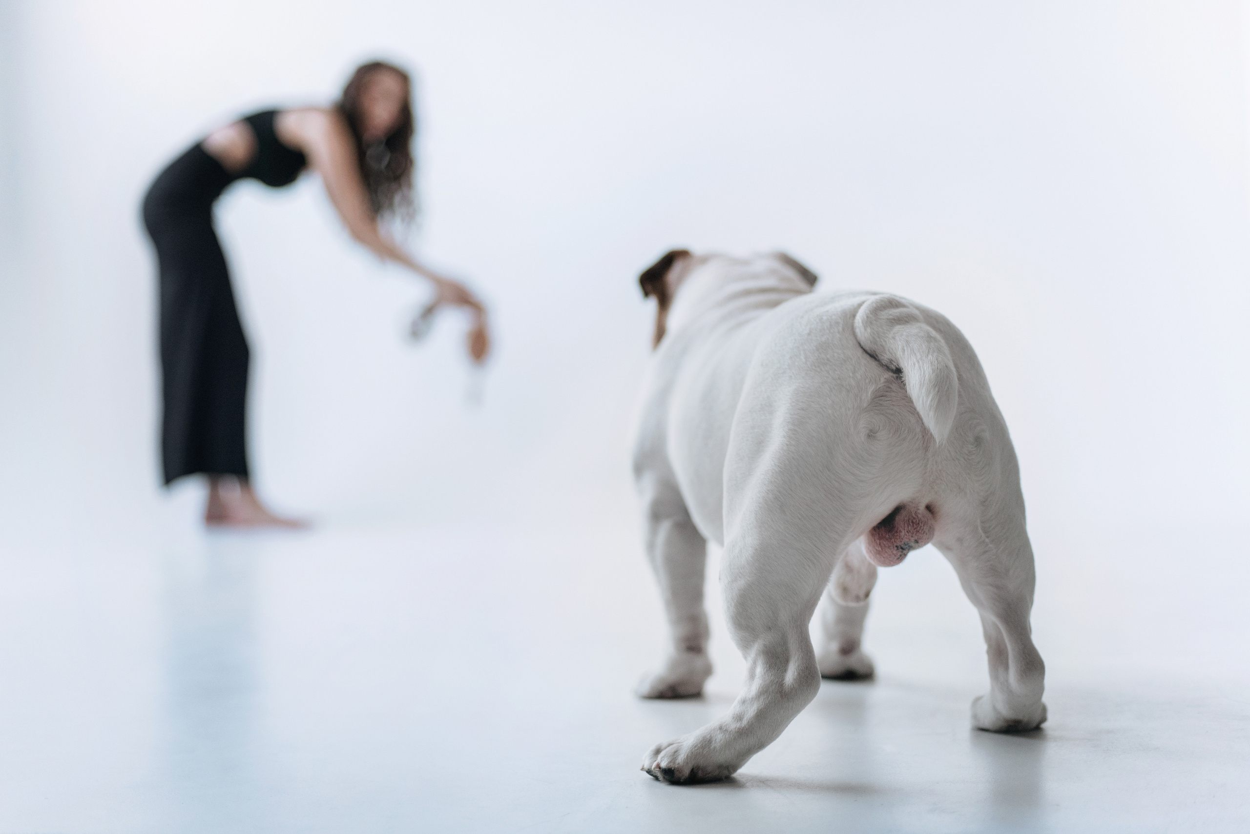 Студия: бульдог Бургер, бордосский дог Саша и Денис с Таней. Портфолио