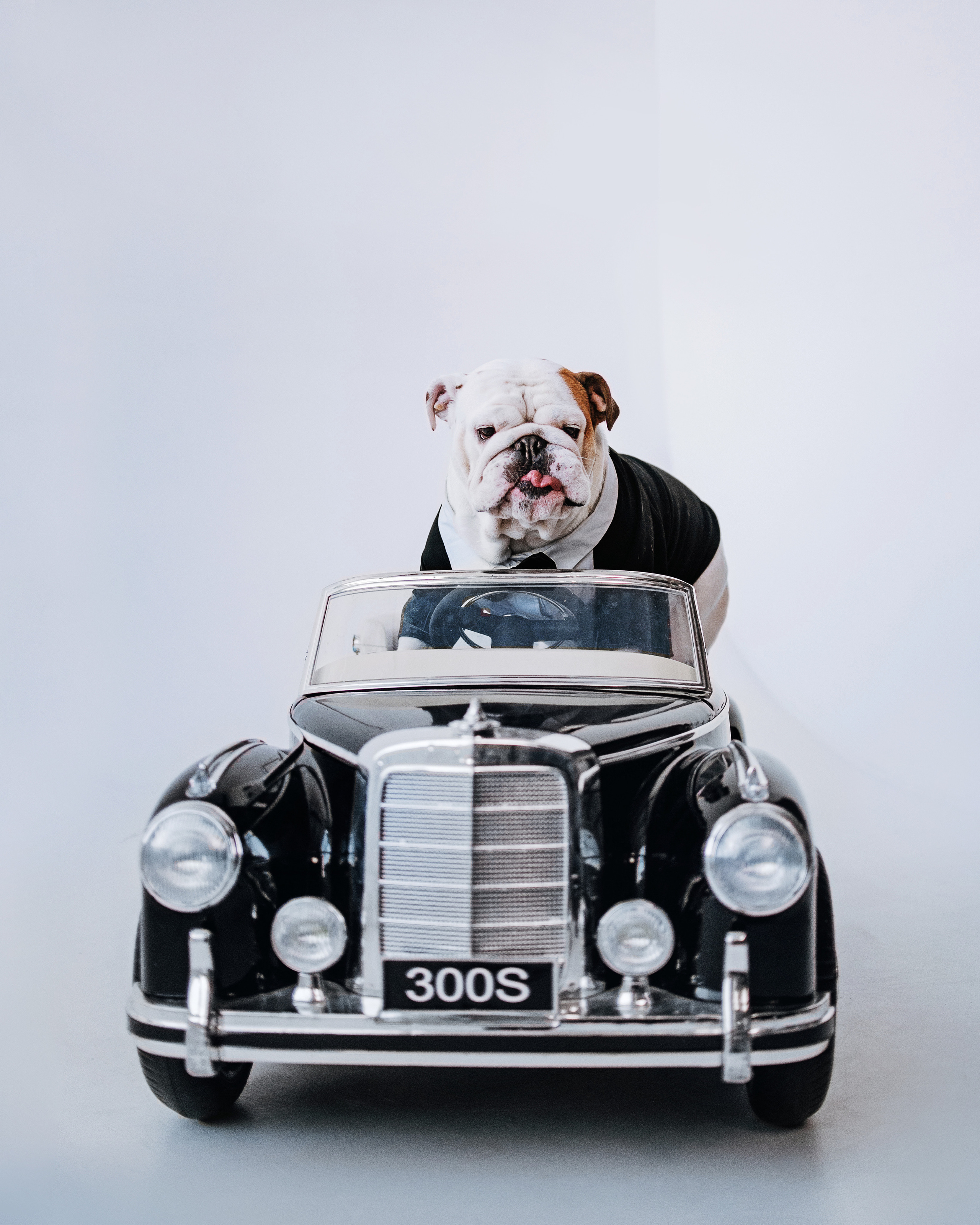 Студия: бульдог Бургер, бордосский дог Саша и Денис с Таней. Портфолио