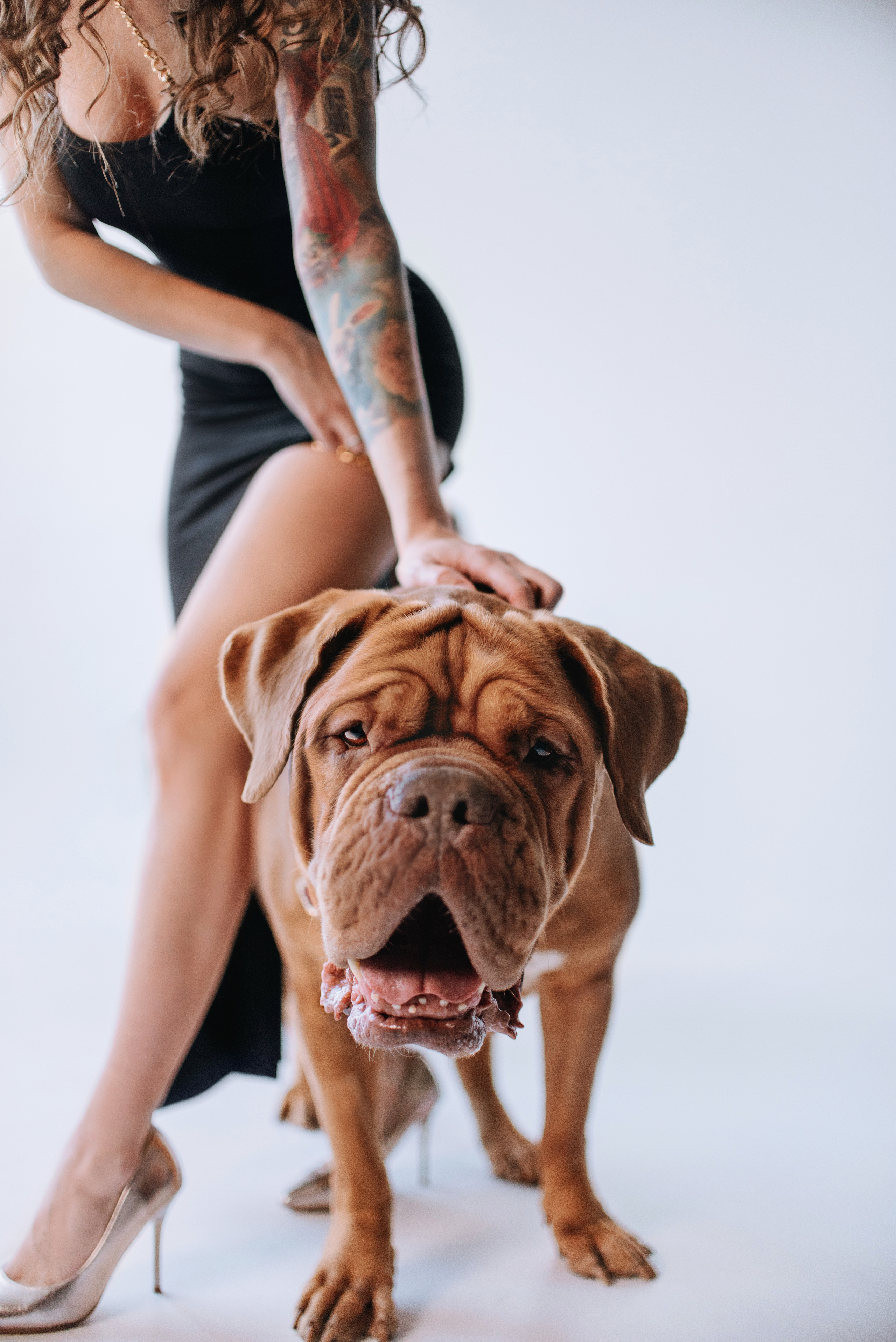 Студия: бульдог Бургер, бордосский дог Саша и Денис с Таней. Портфолио