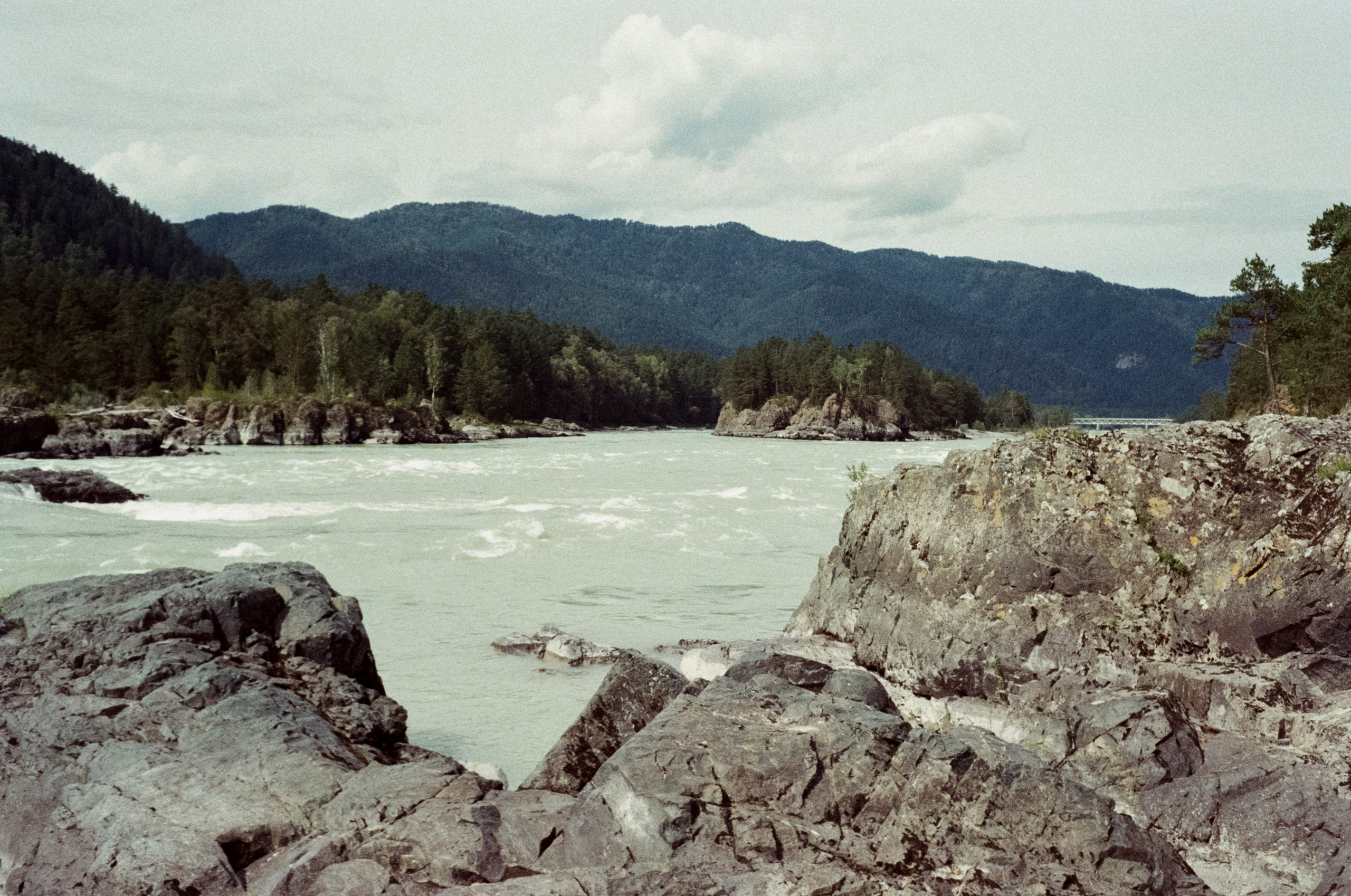 Горно-алтайский ботанический сад, база Кедровый остров / 27 августа 2024 года