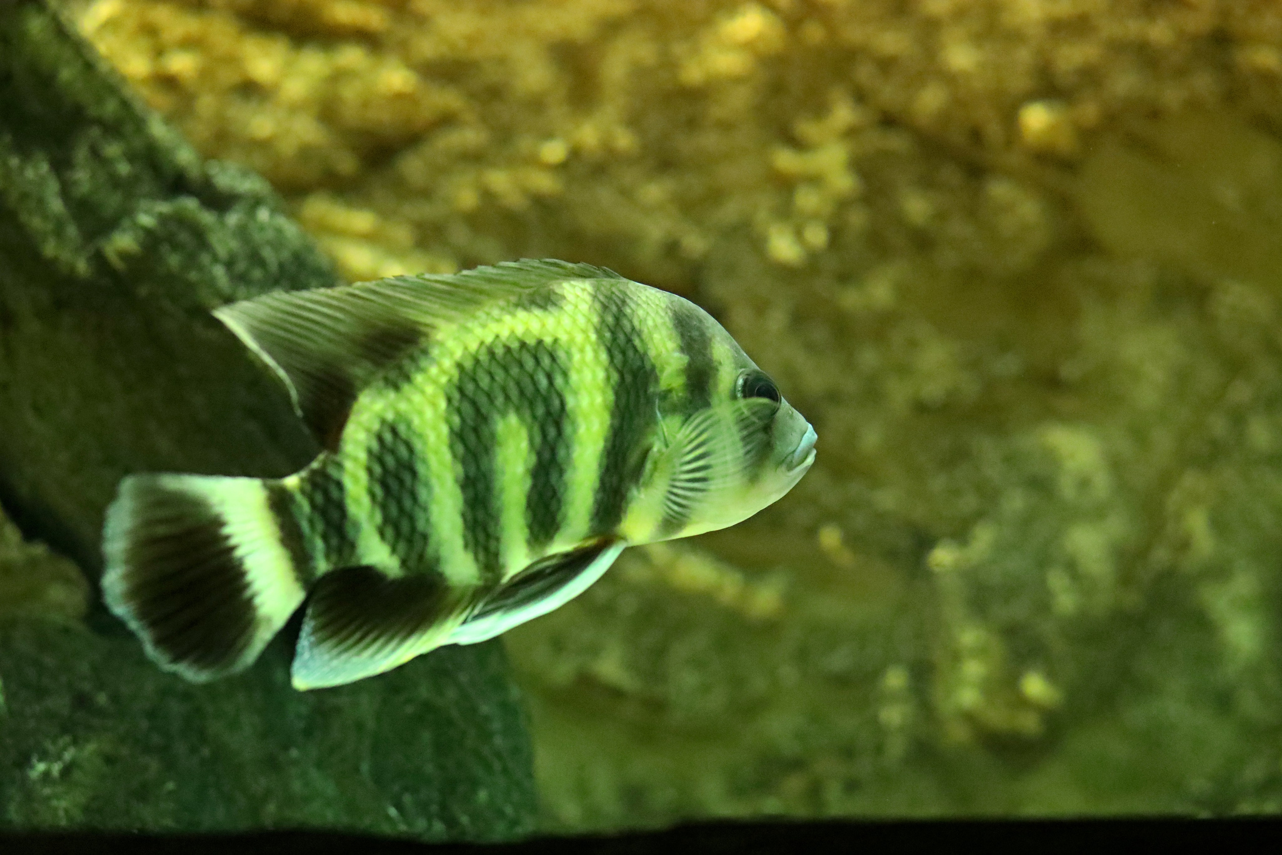 Ростовский зоопарк. Фото-художник и Репортажный фотограф Николаев Александр Алексеевич