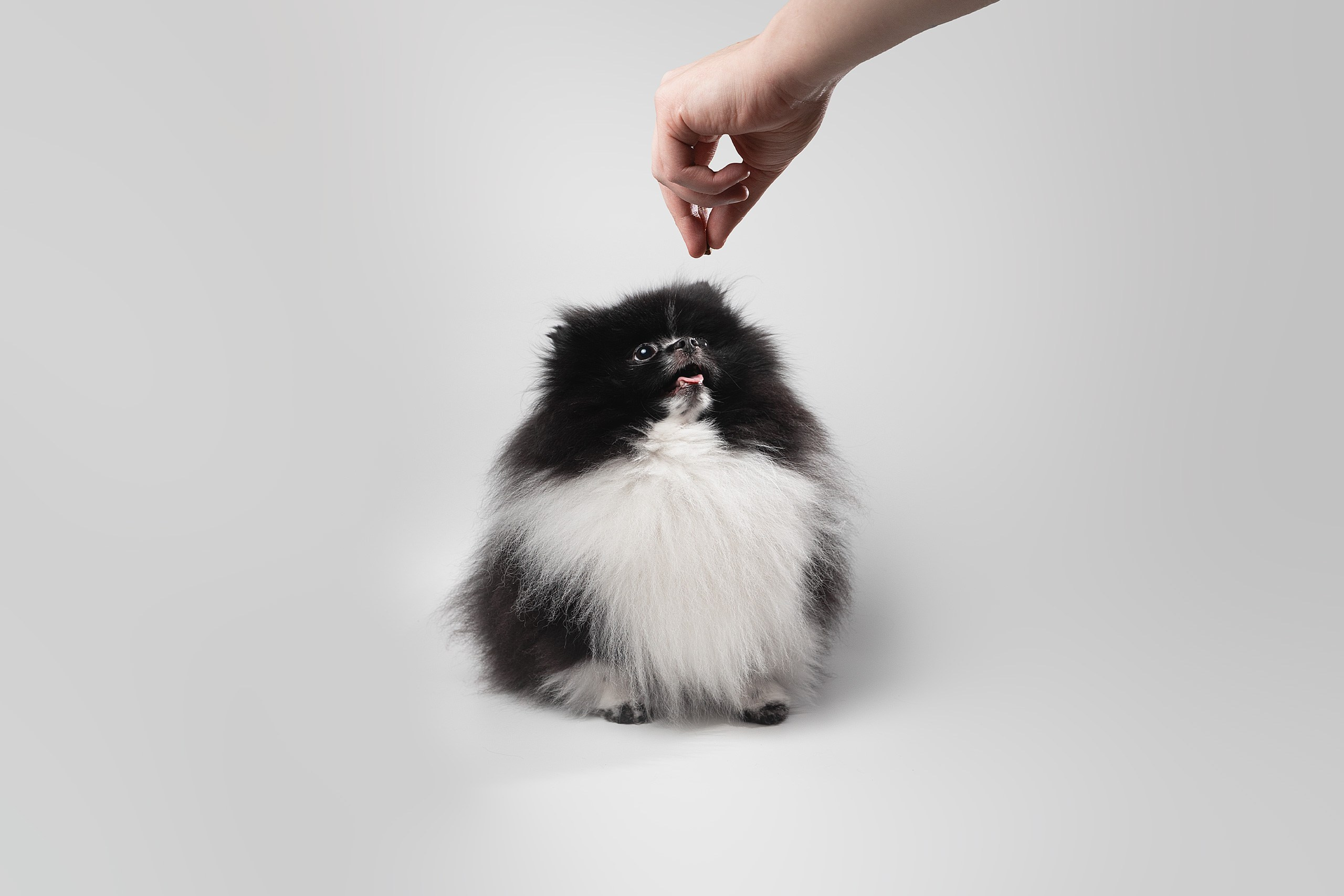 Съёмка собак. Интерьерный фотограф. Москва. Данил Новиков