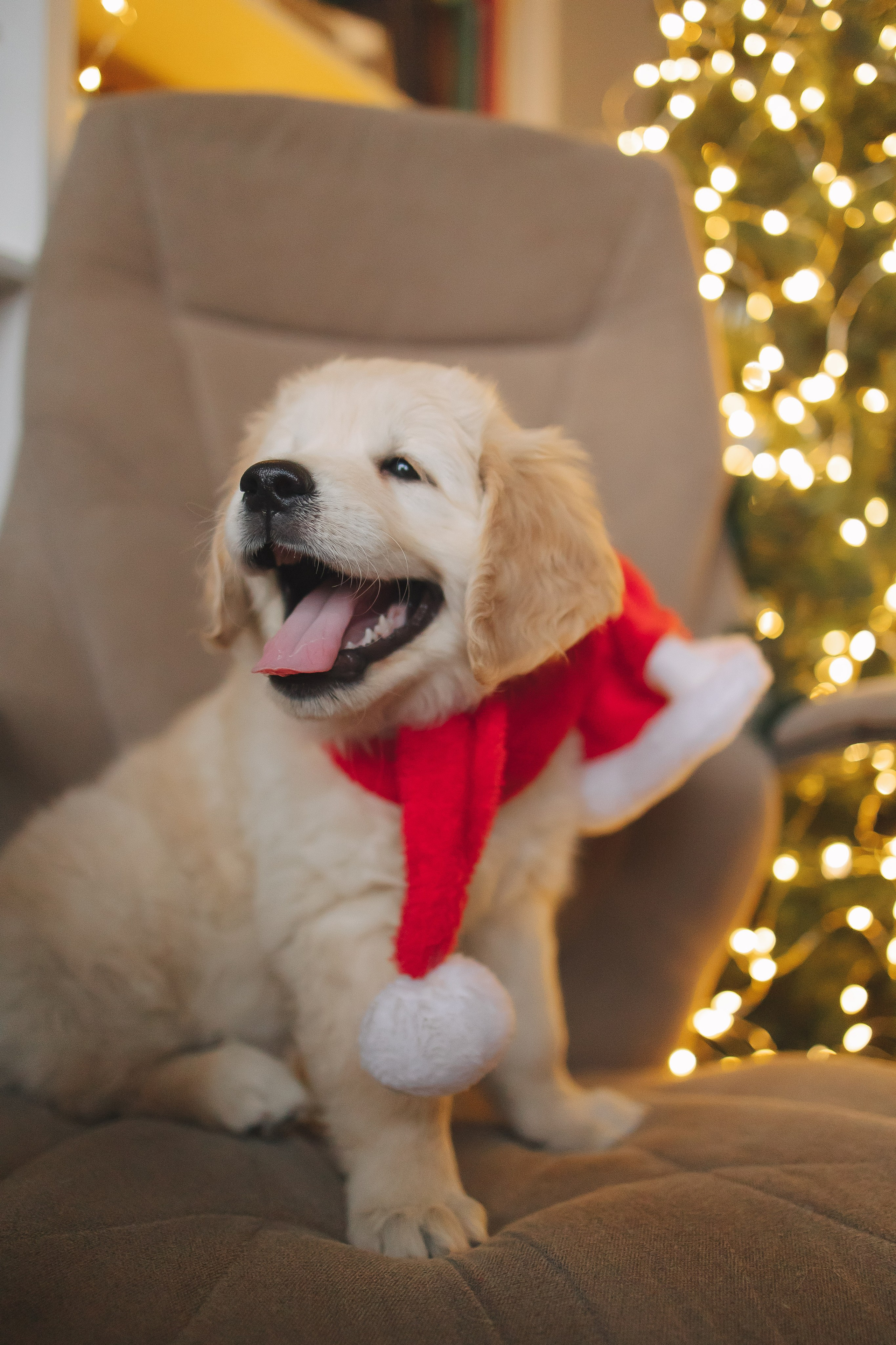 Снежик и Веста, НГ. Свадебный и женский фотограф