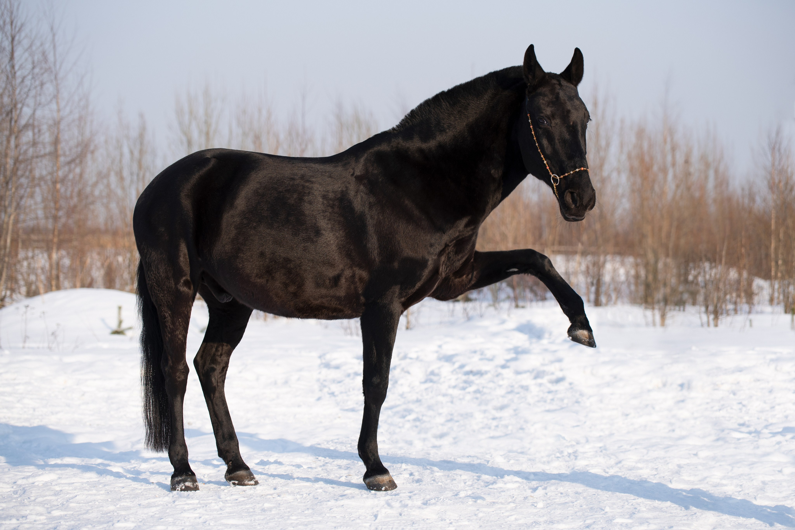 Портрет лошади, лошадь, конь, фото лошади, фотография лошади, конный фотограф, съемка лошадей, фотограф лошадей, конная фотография, конный фотограф, конный фотограф в спб, профессиональный фотограф спб, фотограф спб, ахалтекинец, рысак, спортивная лошадь, конный клуб, фотосессия с лошадьми, тракененская лошадь, зима, лошадь зимой, пейзаж, зимний лес свободные лошади, орловец, орловский рысак, орловская рысистая порода, новый год, новогодняя фотосессия, съемки с лошадьми, фото с лошадью