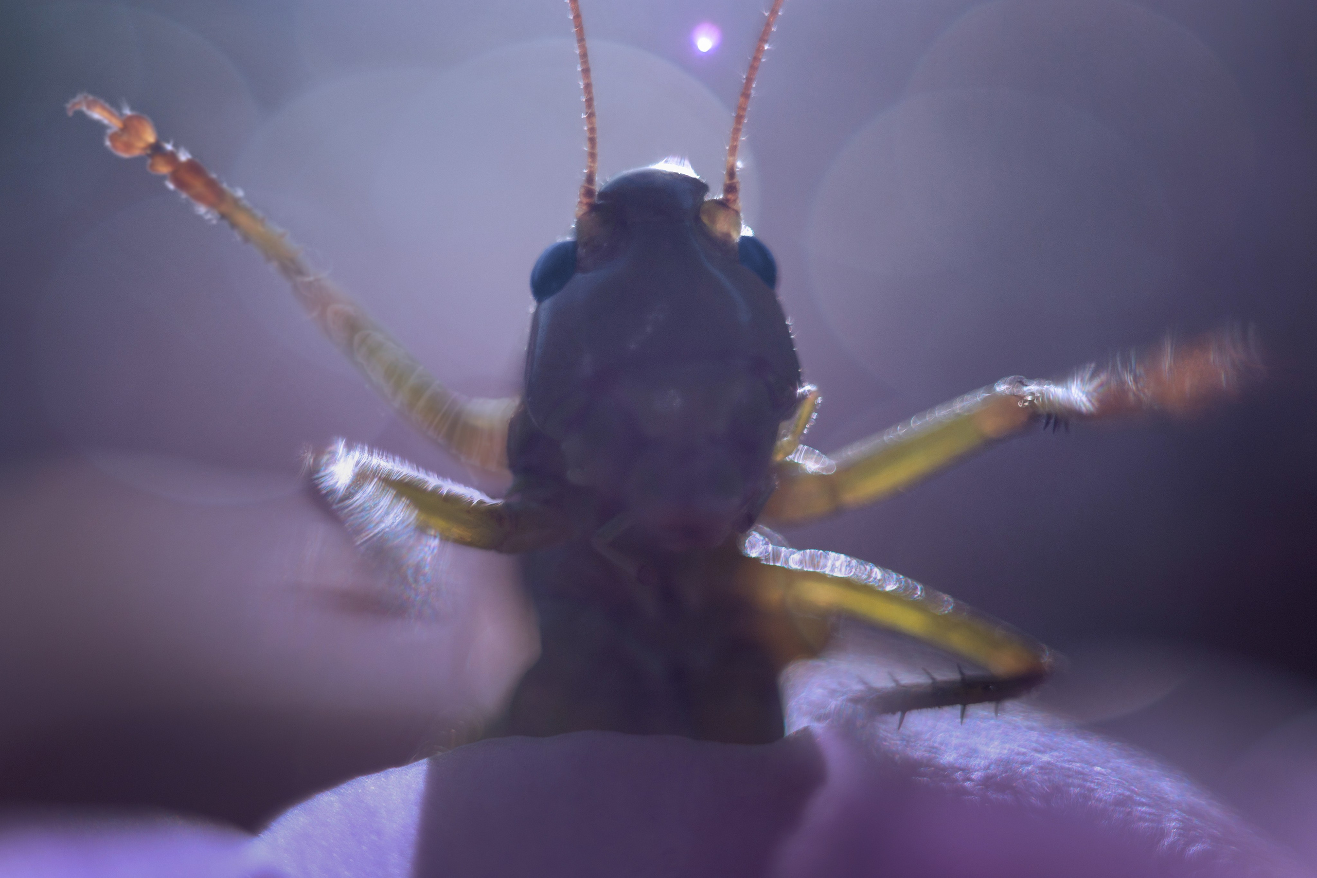 Макро. Фотограф Лагутин Анатолий