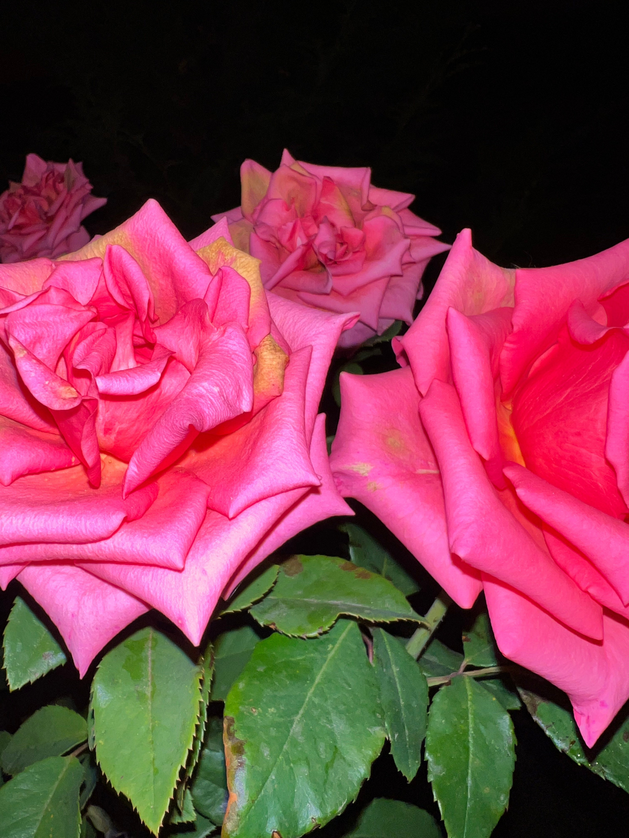 Цветы ночи. Анна Хвалина