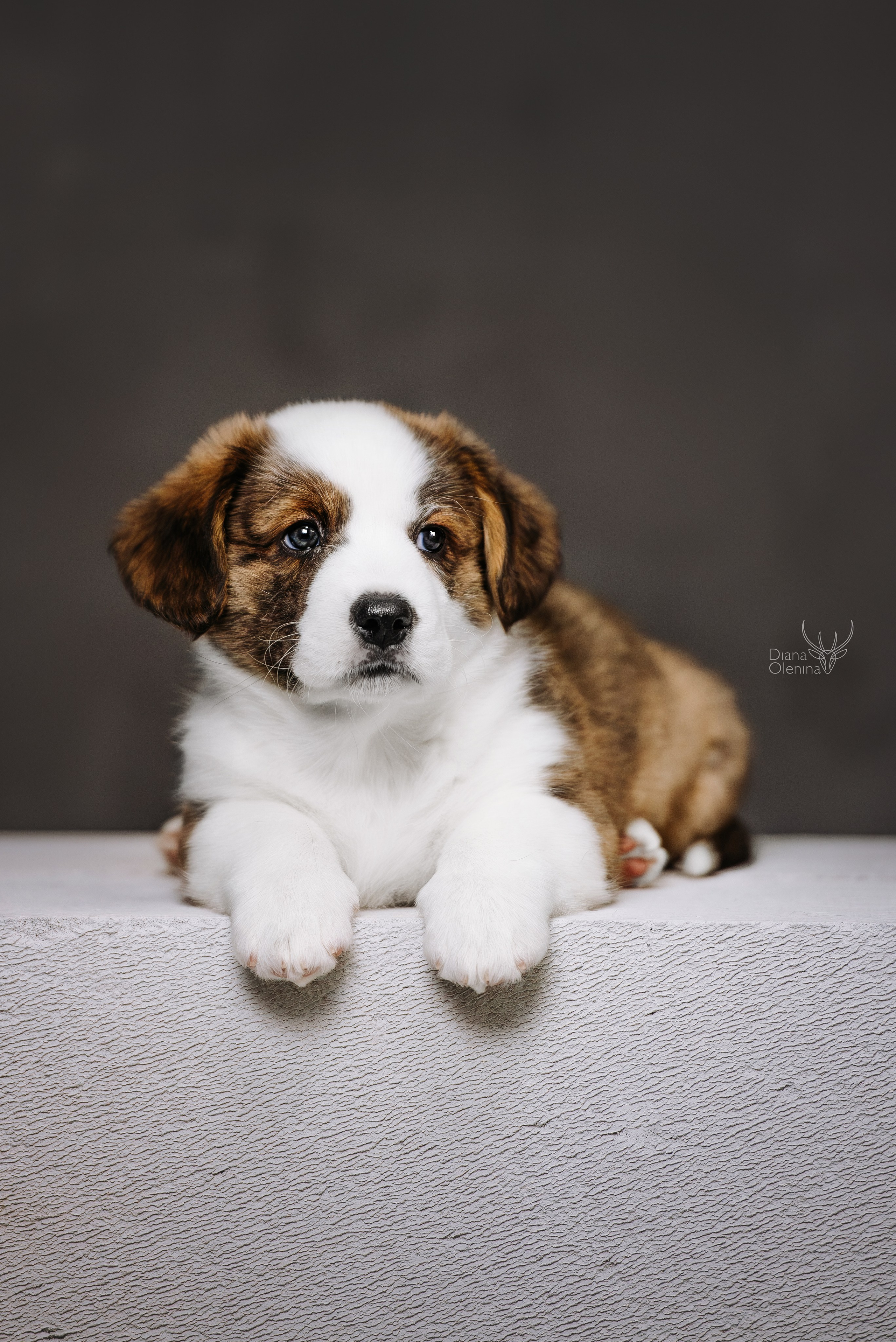 Помет Вельш Корги Кардиган. Фотограф Диана Оленина Красноярск / Братск
