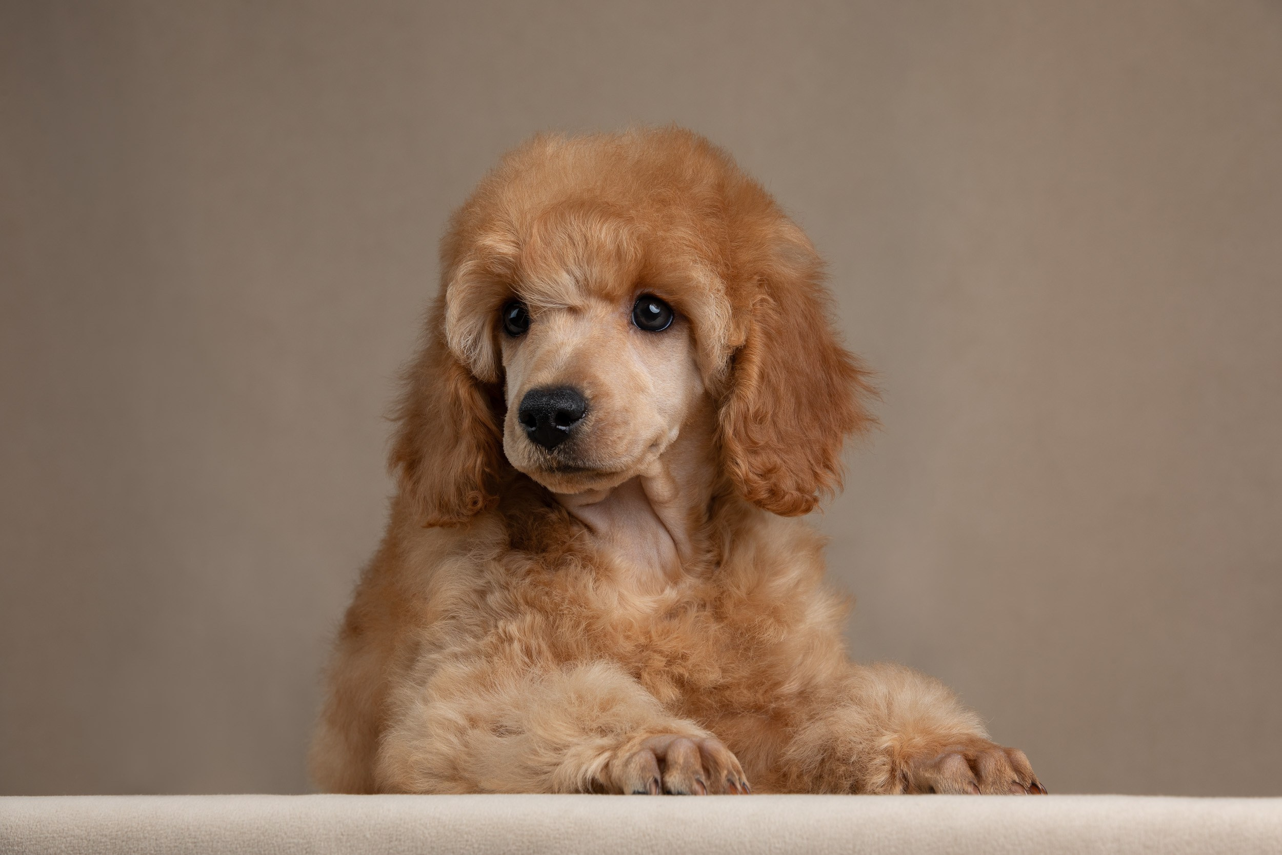 Фотосессия для щенков пуделя с выездом в Щербинку. Фотограф-анималист в Москве и Московской области Татьяна Фролова