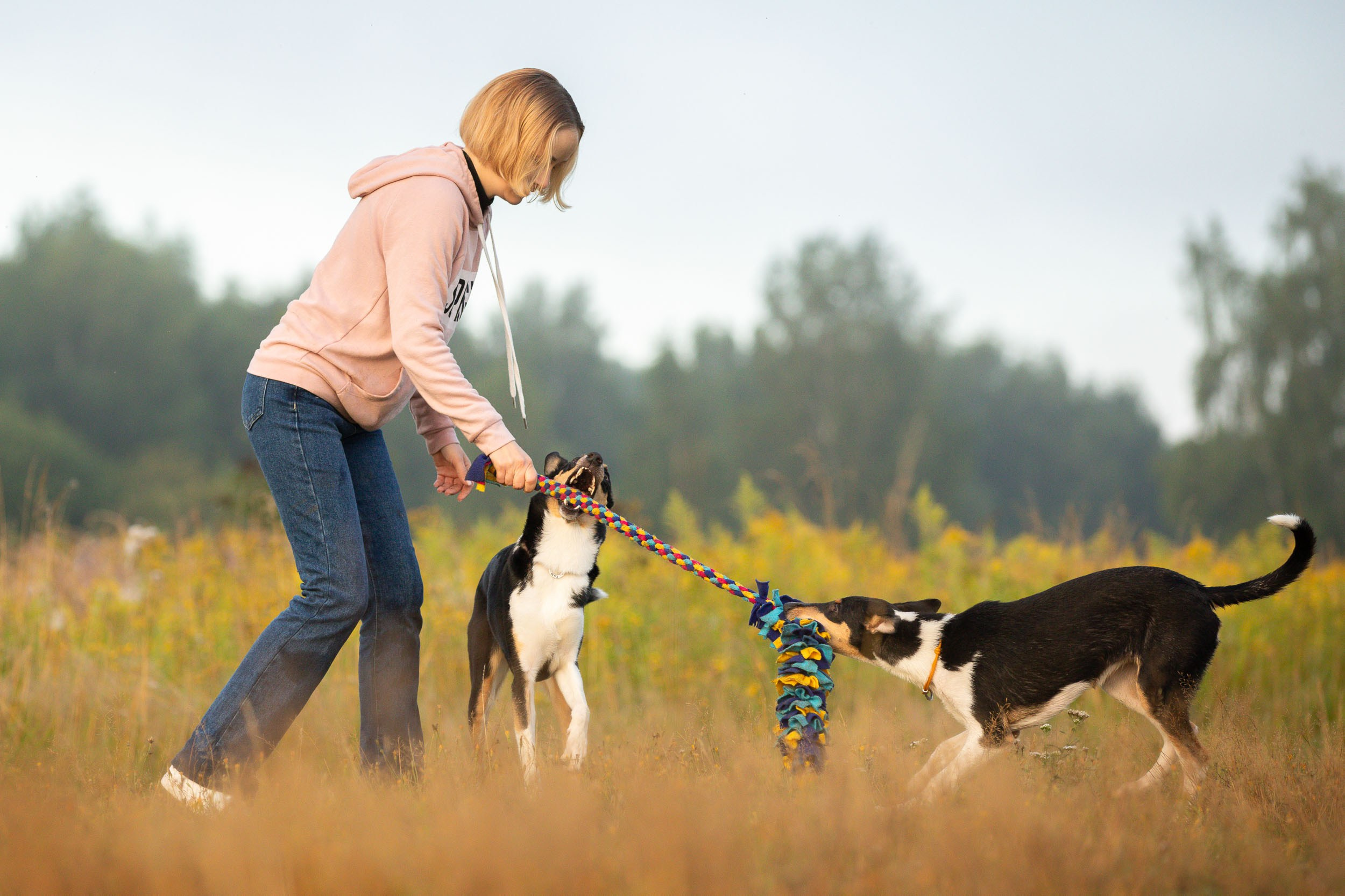 Наташа и короткошерстные колли. Фотограф-анималист в Москве и Московской области Татьяна Фролова