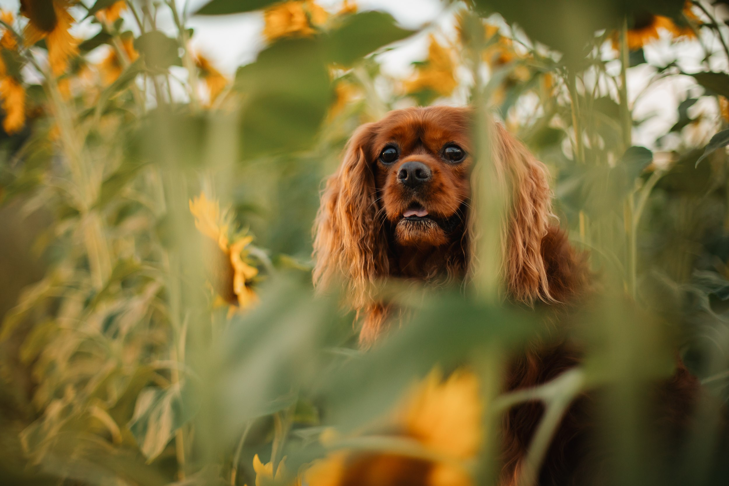 Фотограф-анималист в Москве и Московской области Татьяна Фролова