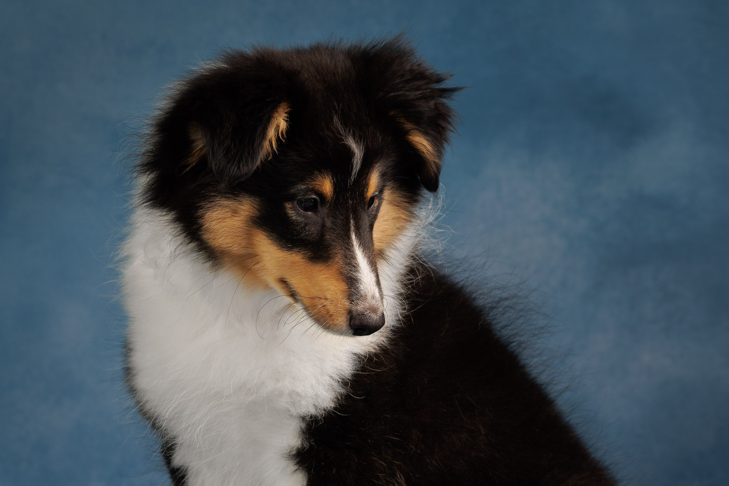 Шелтята Пушкино. Фотограф-анималист в Москве и Московской области Татьяна Фролова