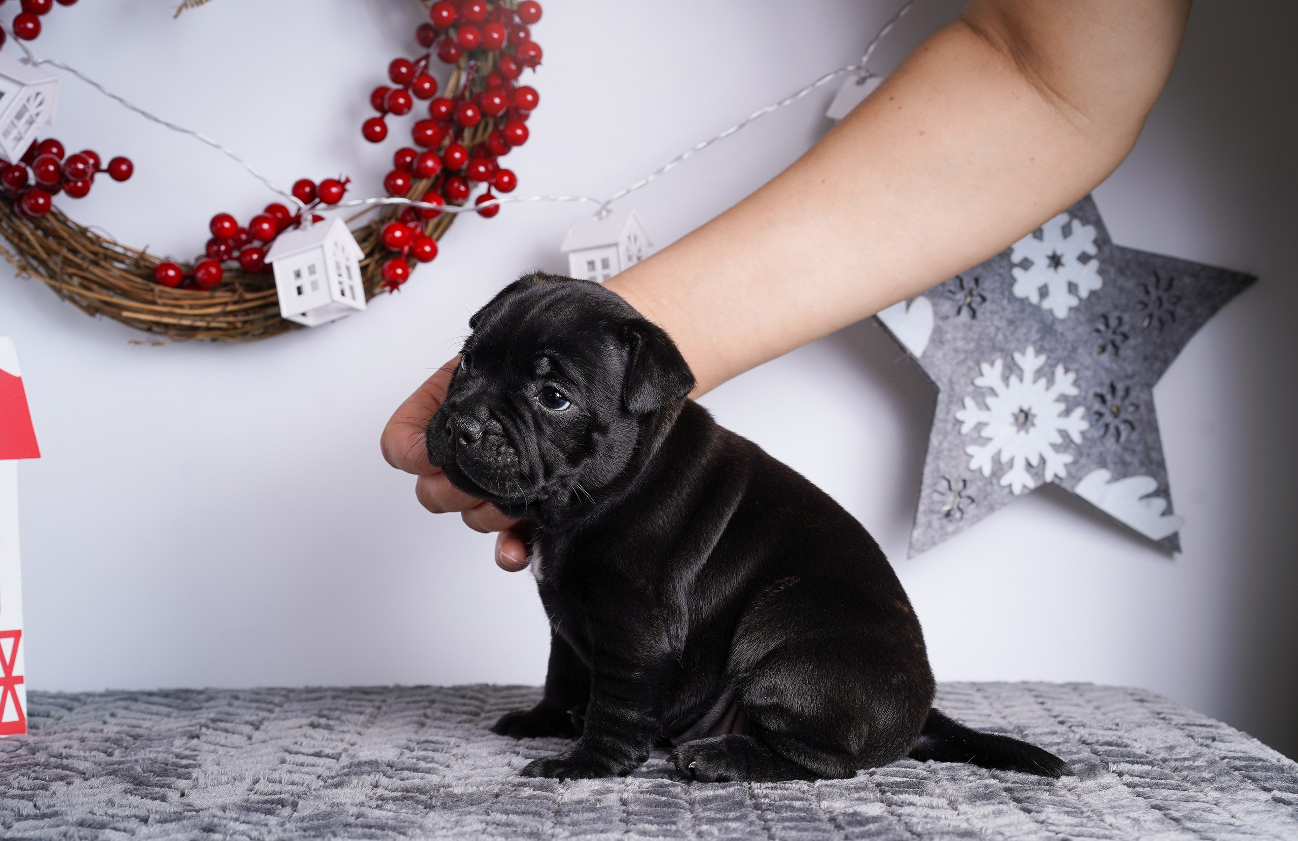 Щенки стаффи. Фотограф-анималист в Санкт-Петербурге Яна Мартынова