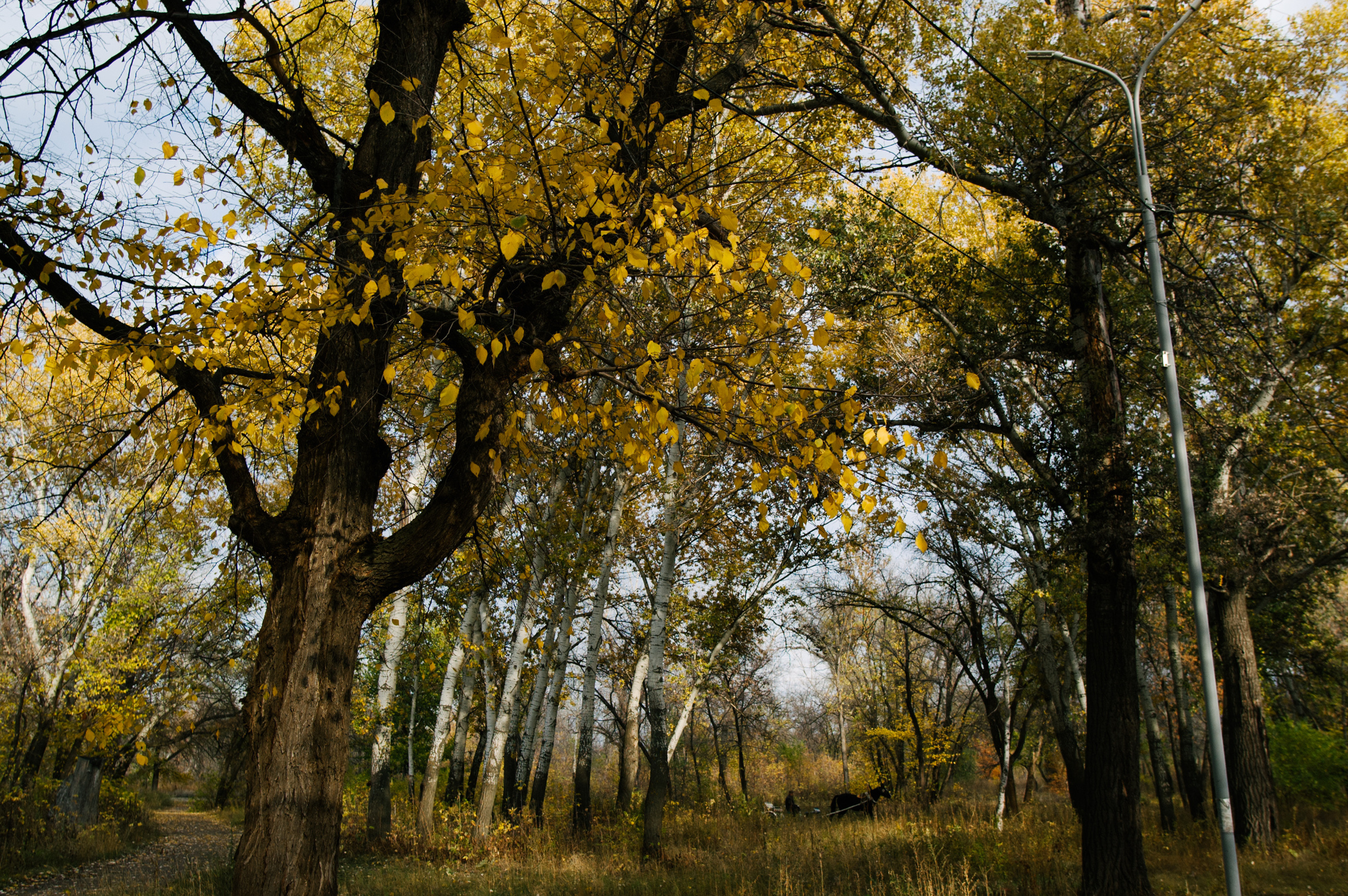 Саша и Даша. Свадебный фотограф в Москве Евгений Рыжов