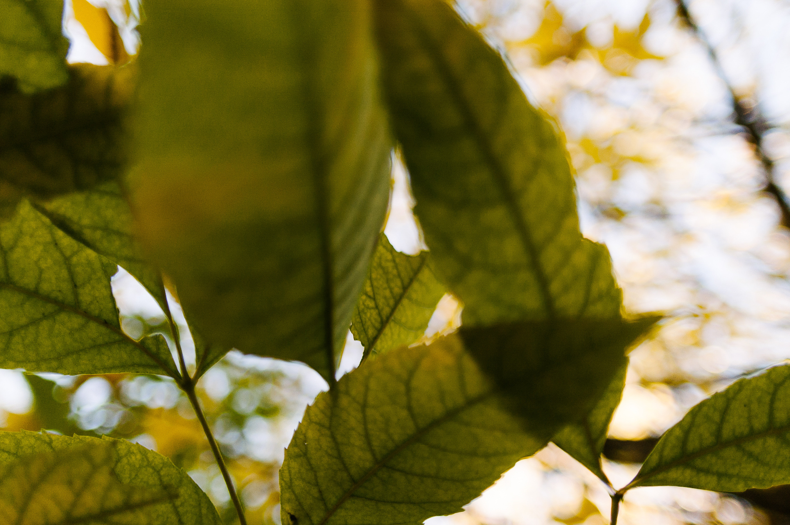Слава и Лиза. Свадебный фотограф в Москве Евгений Рыжов