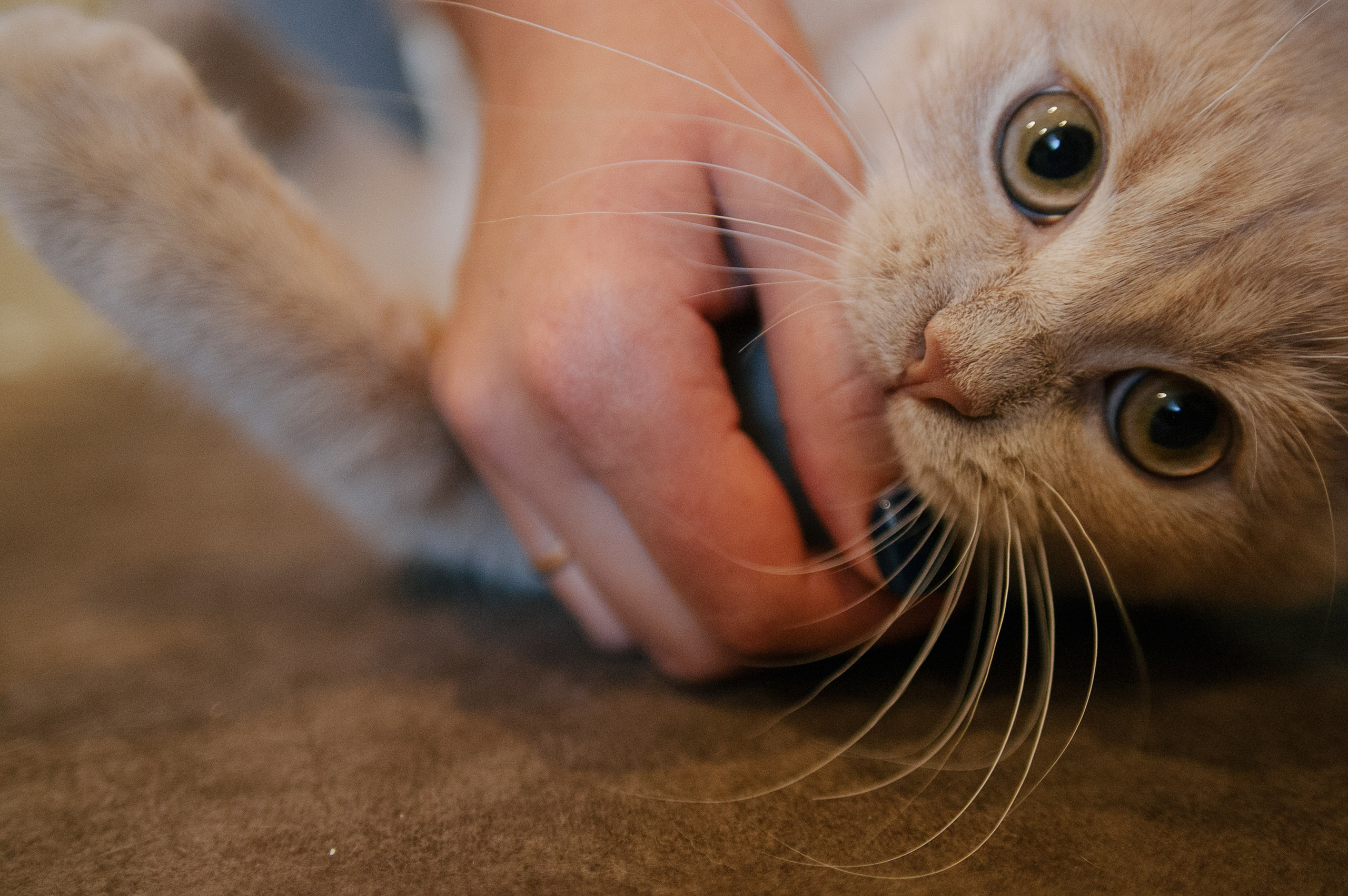 Слава и Лиза. Свадебный фотограф в Москве Евгений Рыжов