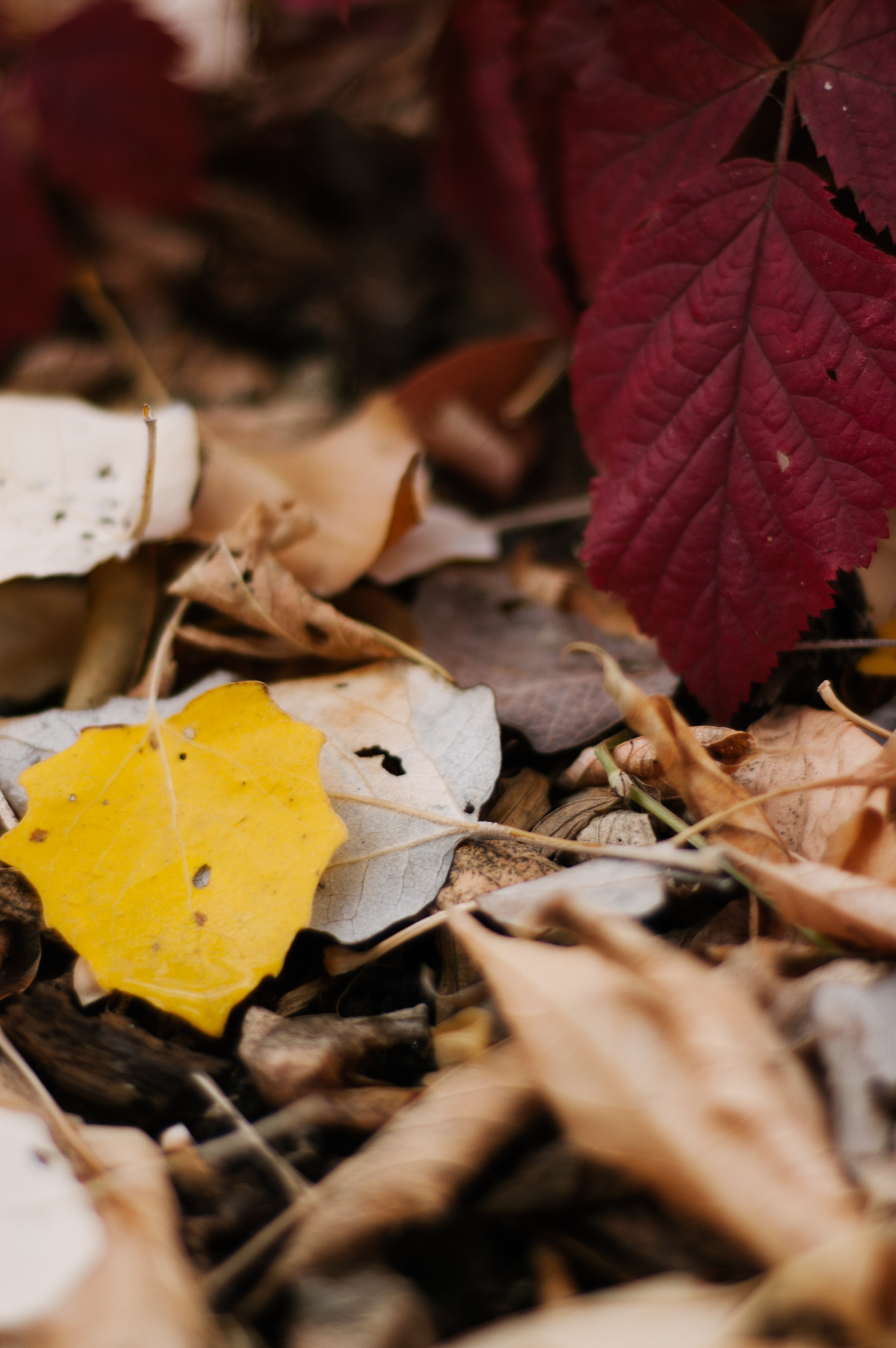 Саша и Даша. Свадебный фотограф в Москве Евгений Рыжов