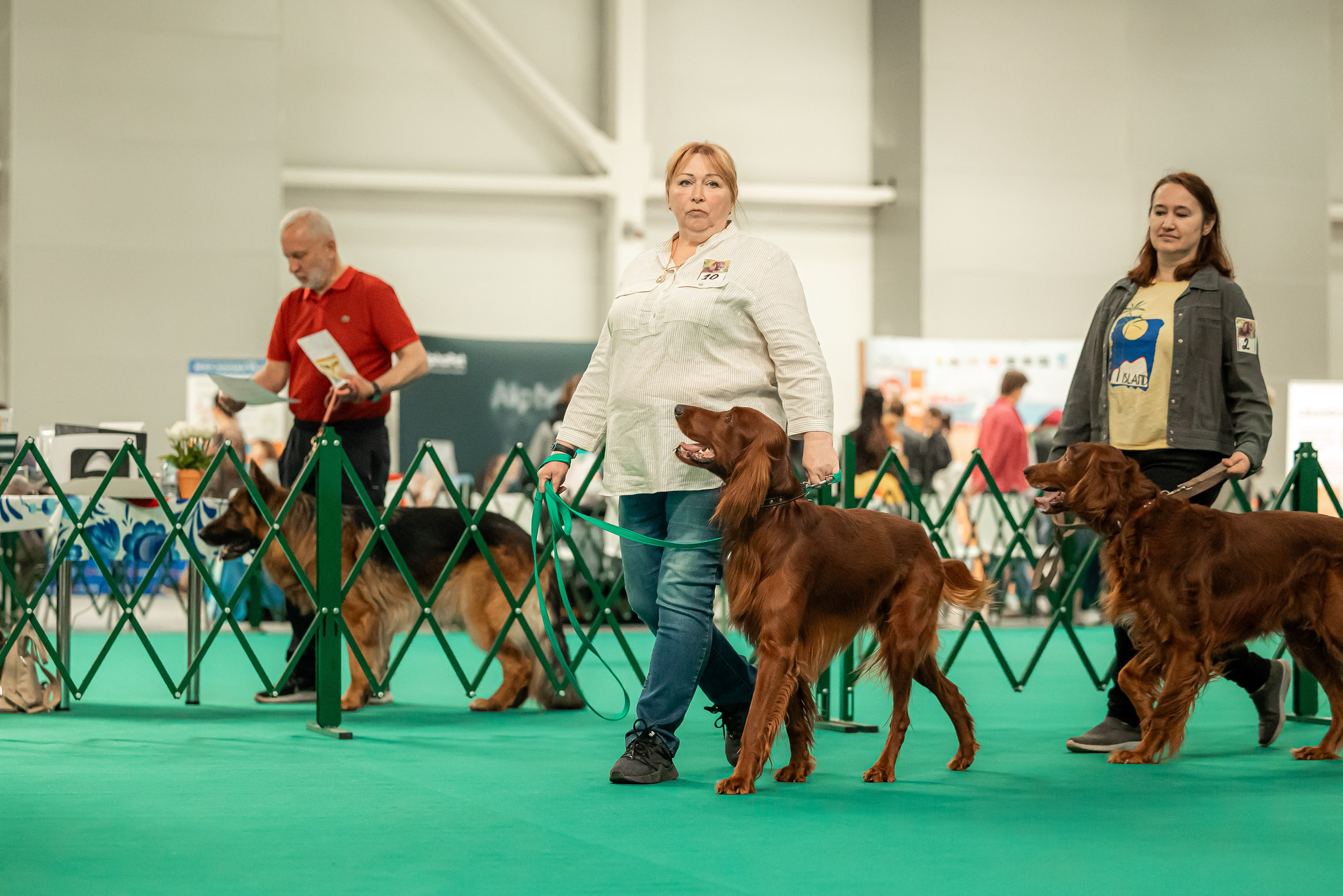 Выставка сеттеров 19.05.24