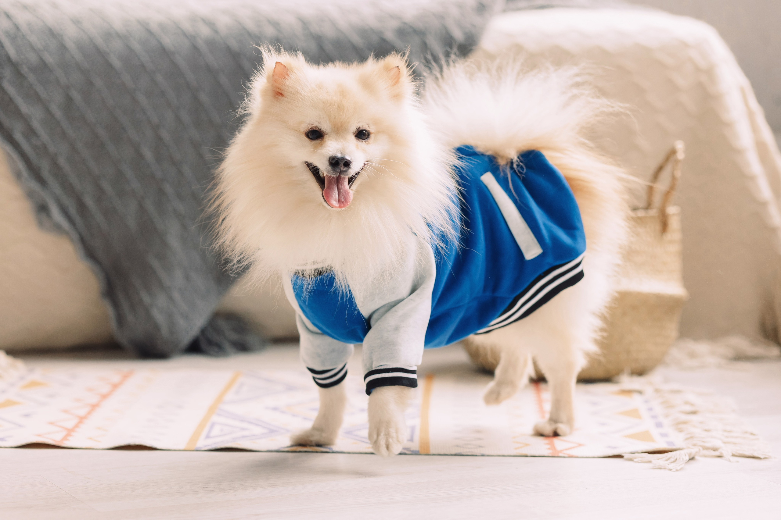 Магазин Friend of mine. Фотограф-анималист Елена Радченко, Москва