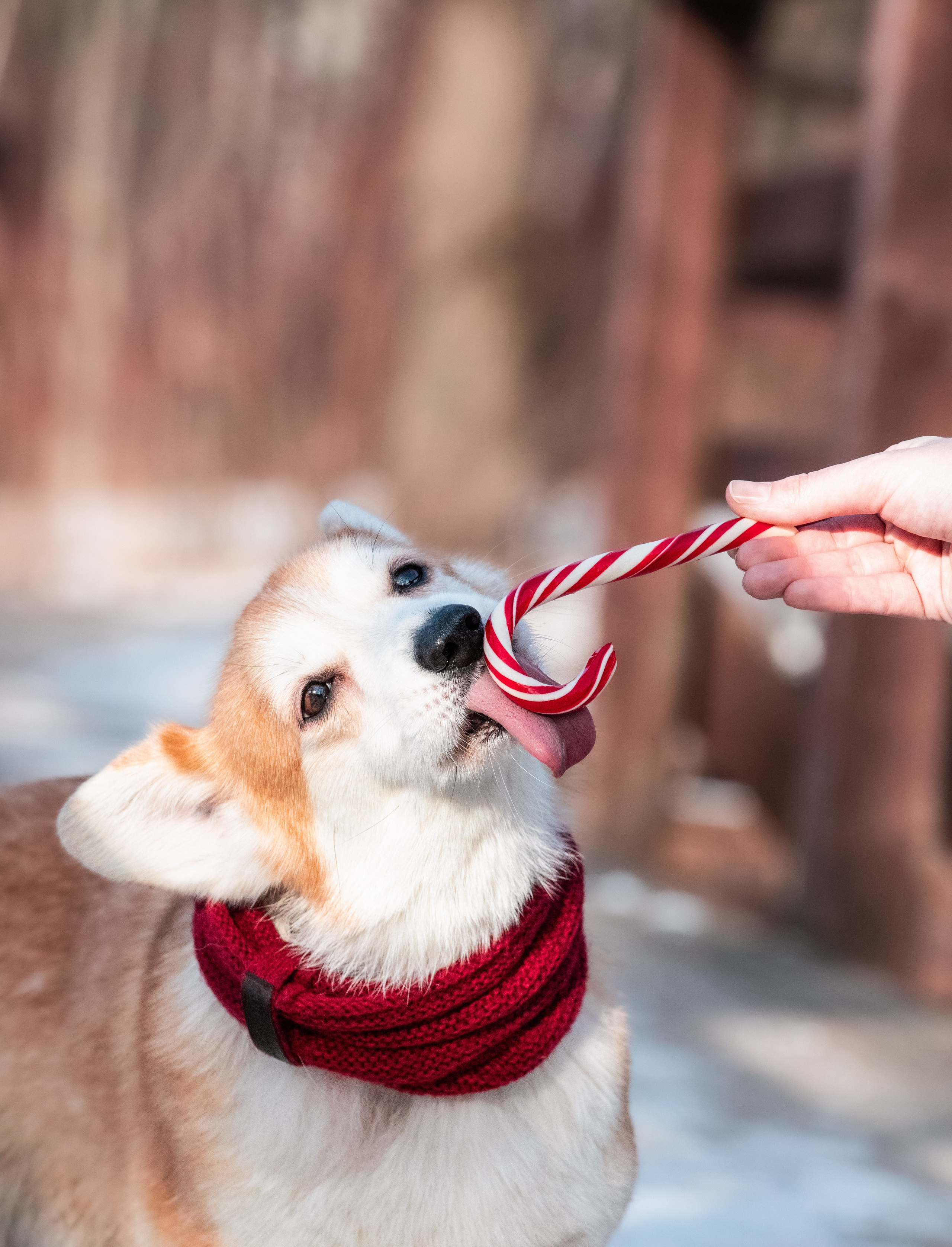 Даша и Дживс. Фотограф-анималист Смирнова Клеопатра|Москва