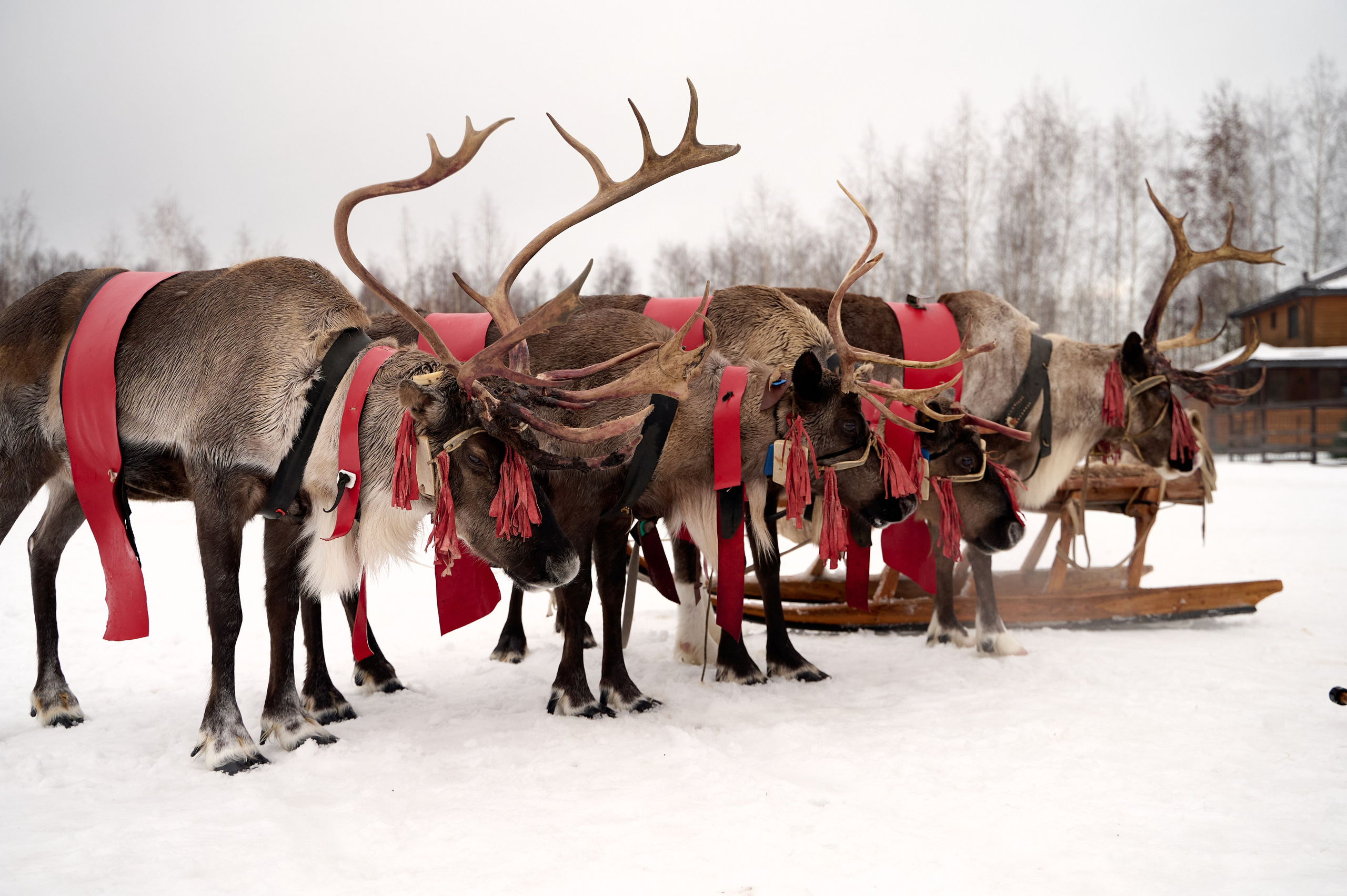 2023.12.30 Анонс. Фотограф Егорьевск Коломна Воскресенск