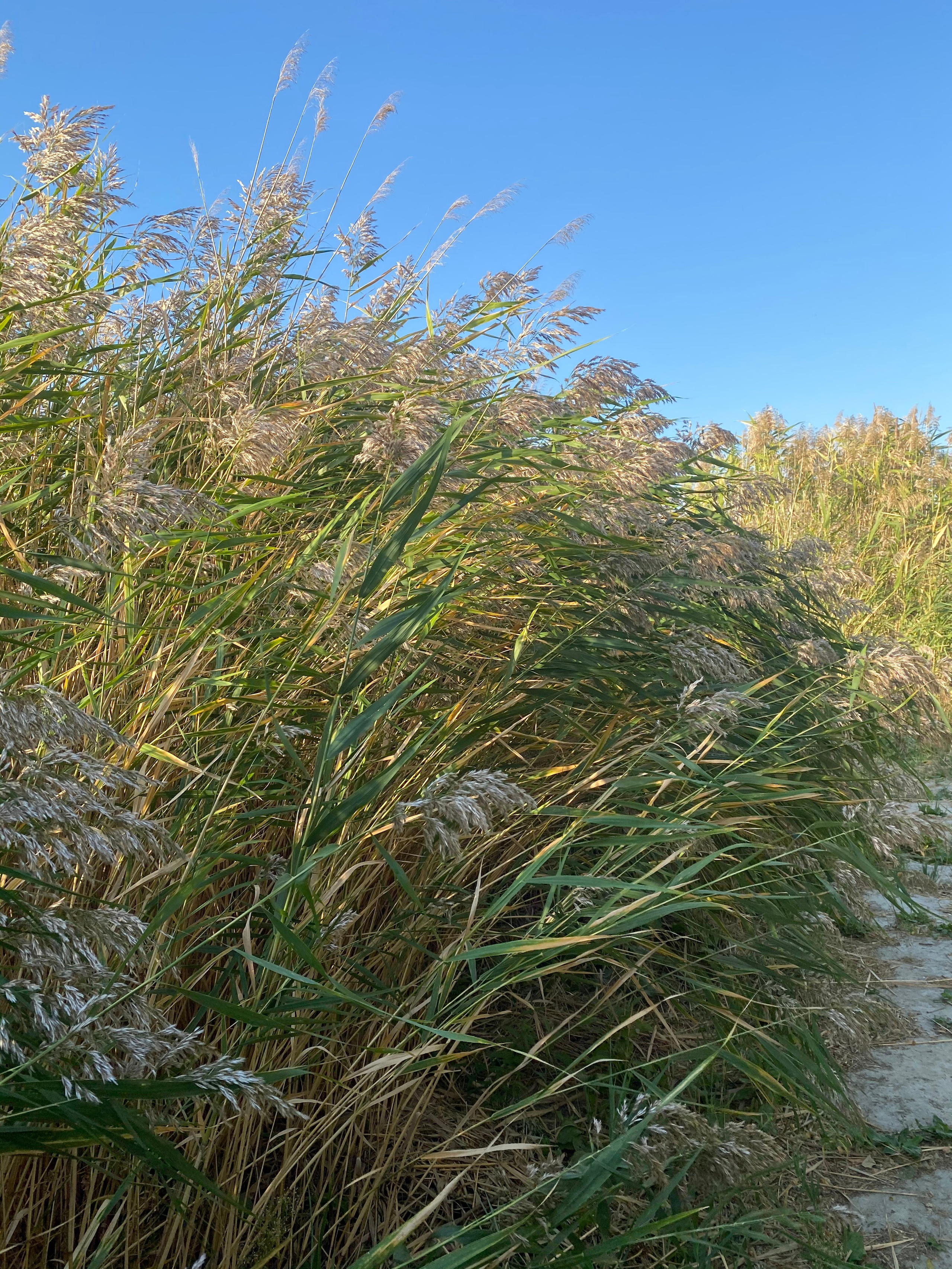 АбунаФест, Камышовый Рай — 20. Своя Мастерская