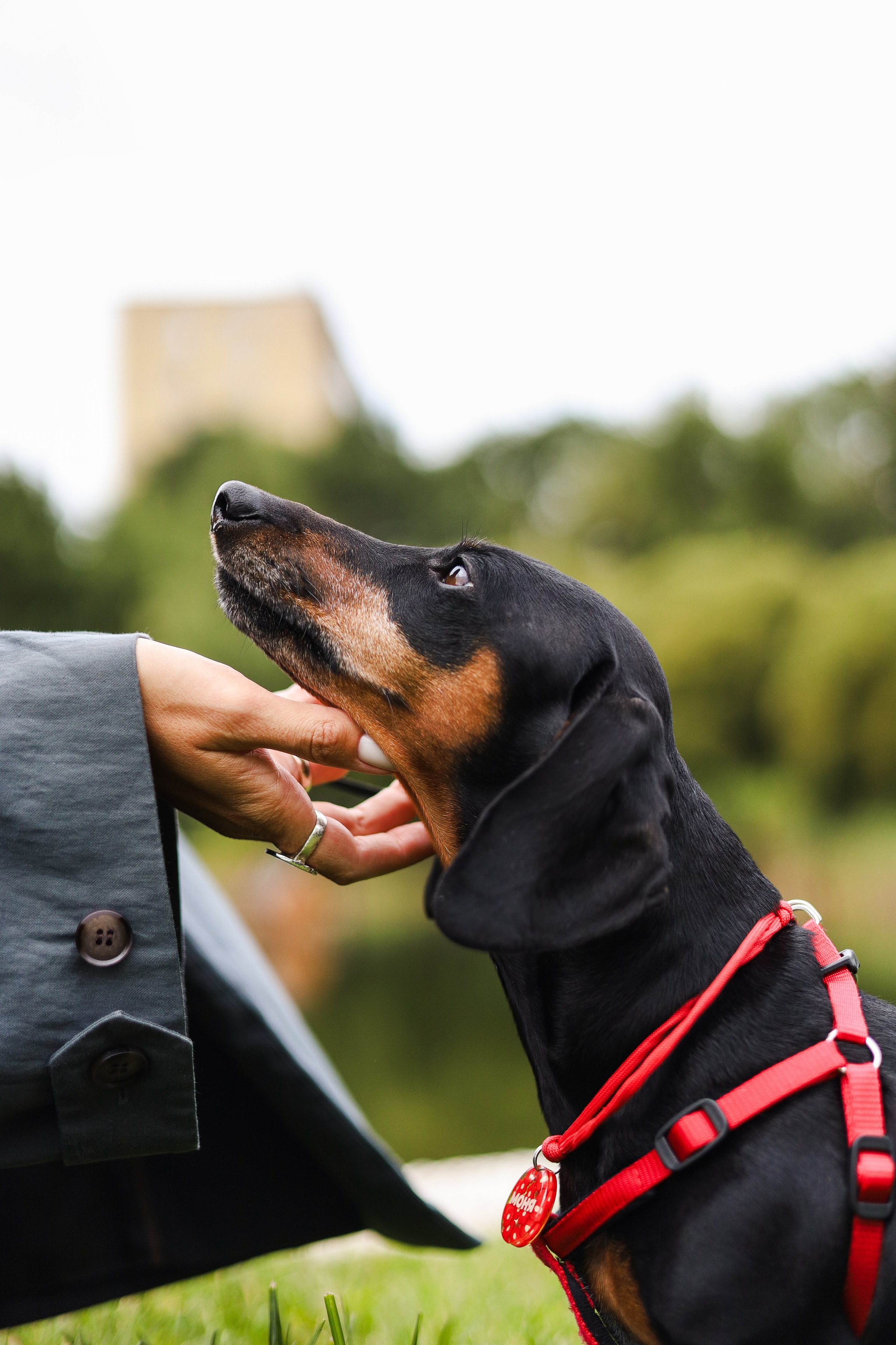 Моня и Оля. Фотограф-анималист Ксения Шевцова|Москва