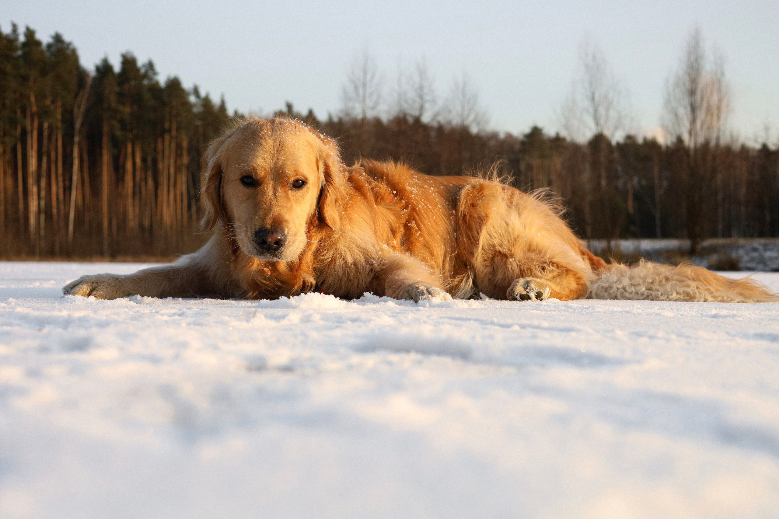 Лёва и Катя. Фотограф-анималист Ксения Шевцова|Москва