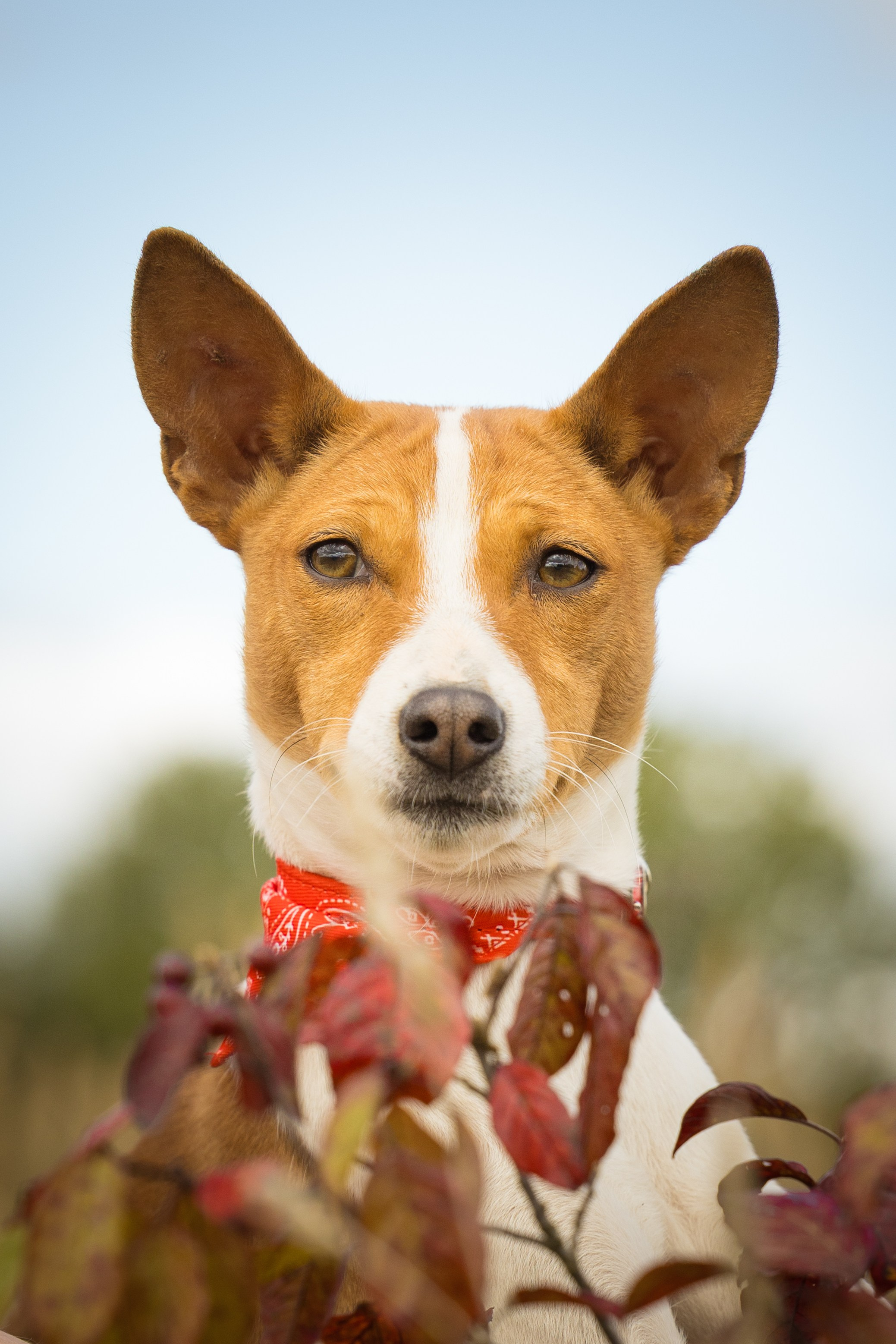 В питомнике. Виктория Михайловская. Фотограф-анималист. Москва