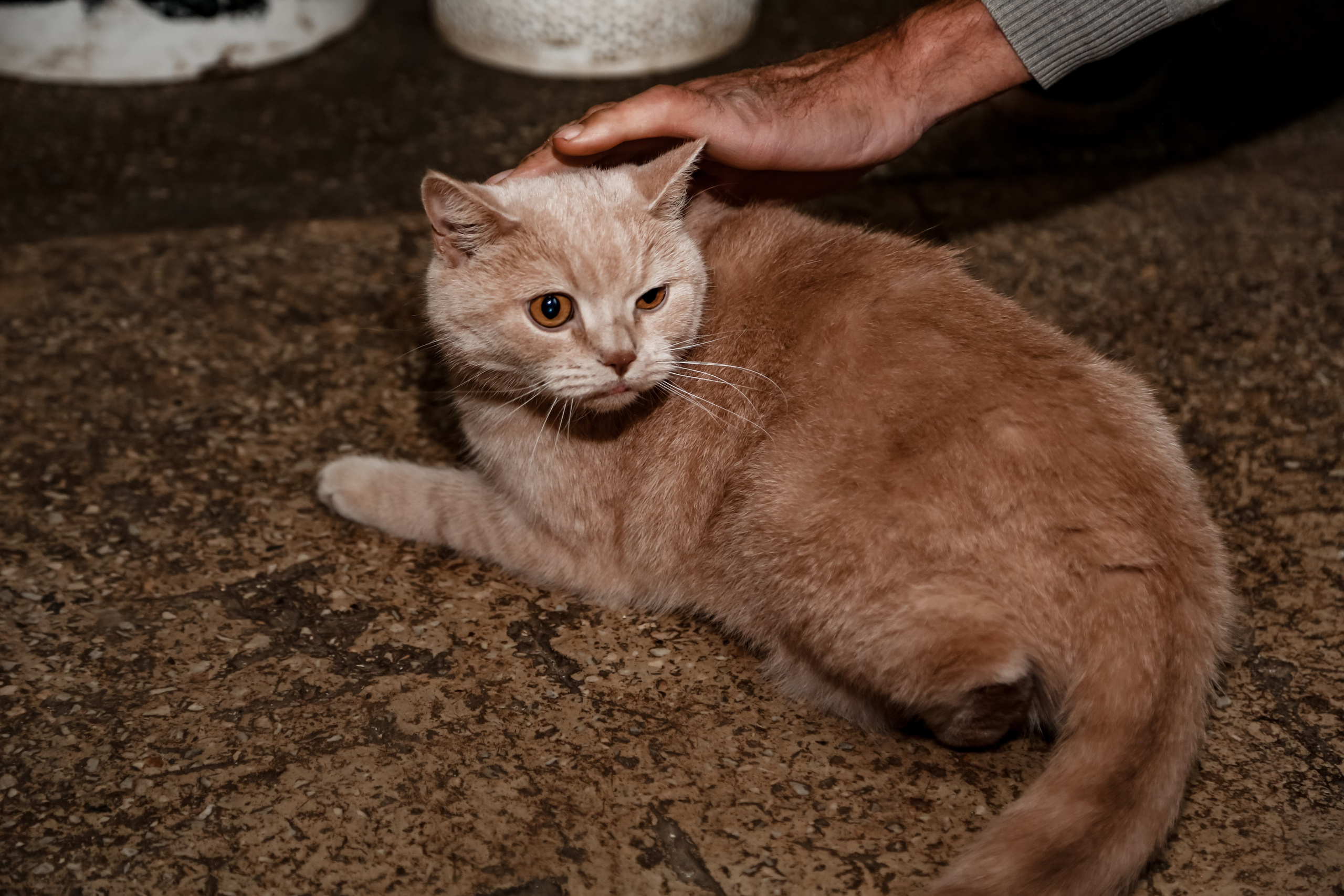 Приют Кошкин Дом Филимоша. Ваш фотограф в Оренбурге Рощупкина Екатерина