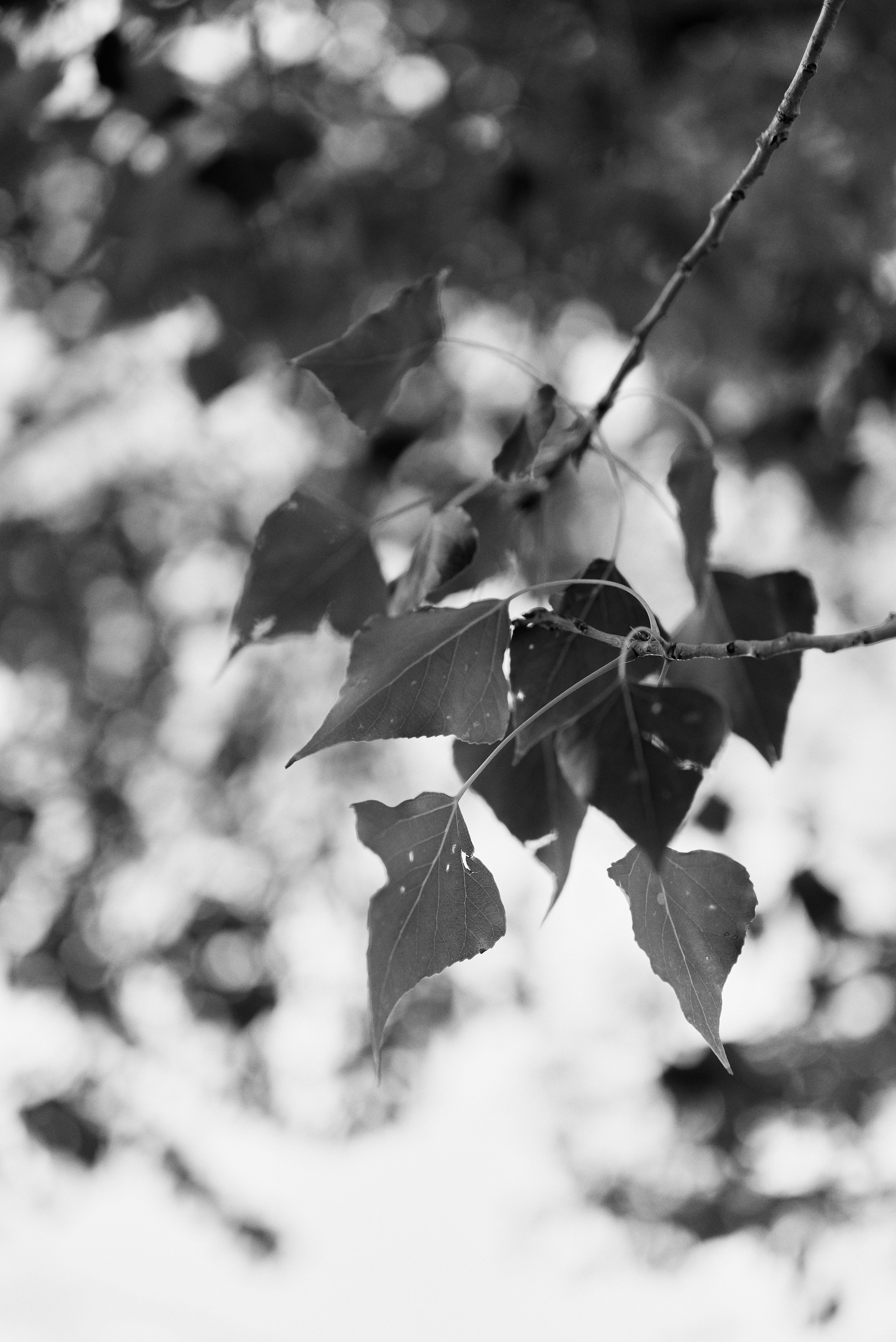 Екатерина. Алёна Куртова