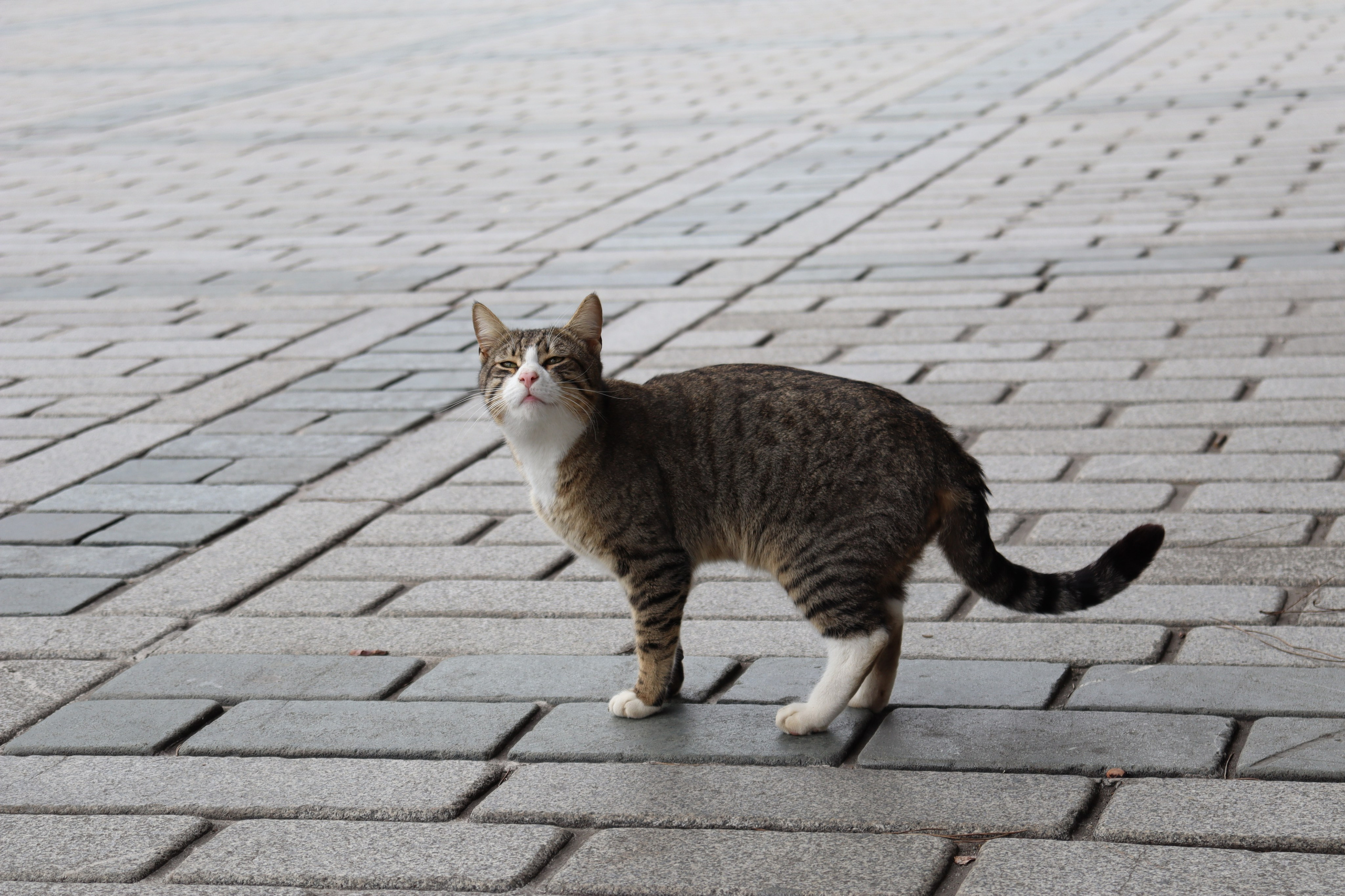 Думаю все говорят о кошках, я не стану исключением и тоже скажу - да, они везде, для них оборудованы кроватки и на каждом шагу еда, но за всю поездку опрятных было всего два кота, вот это слегка грустно 