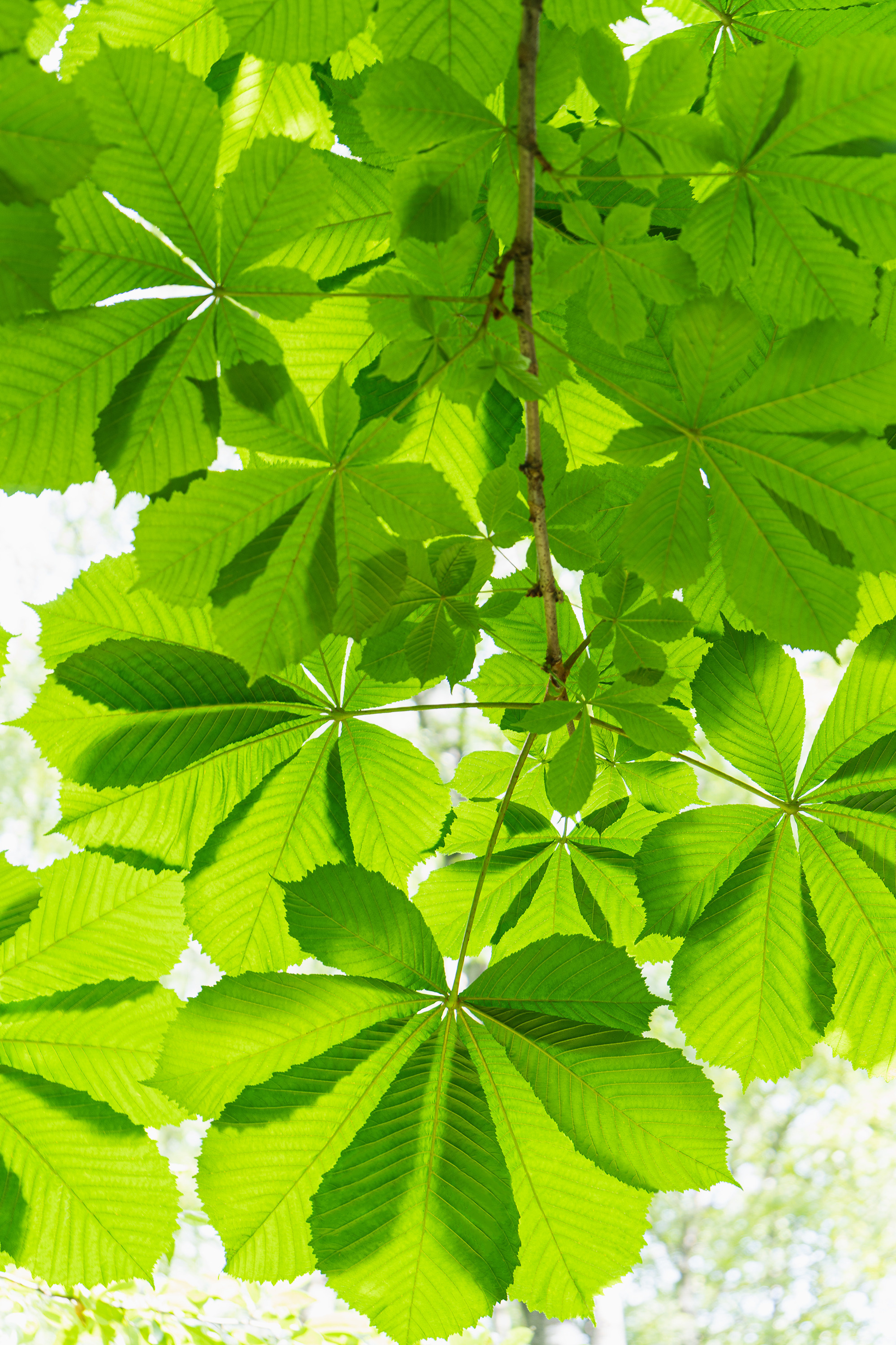 Пейзаж. Фотохудожник в Москве Виктория Лаврова Искусство авторской фотографии для Вас