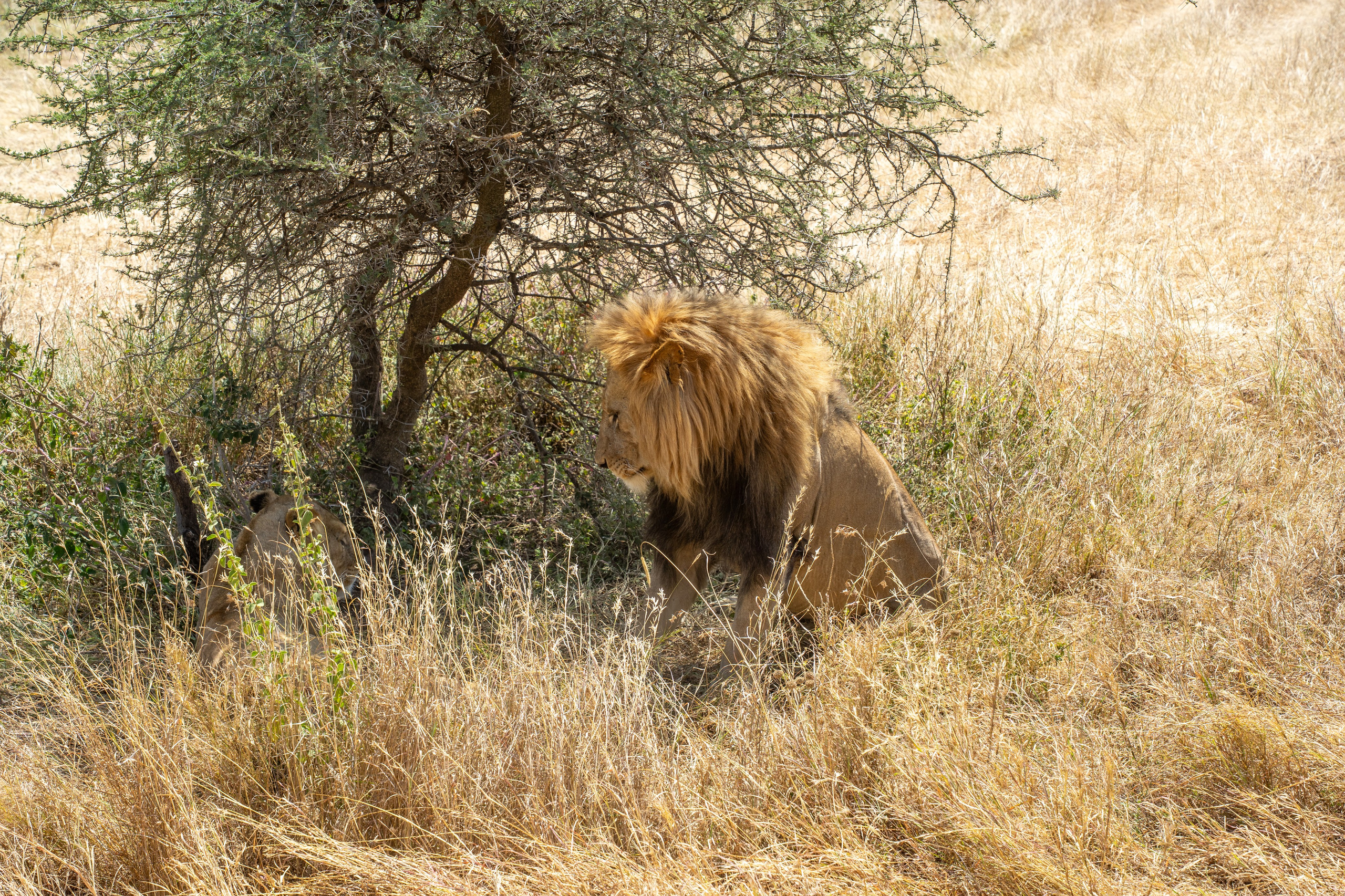 Танзания, сафари, 2025. Творческие сьемки