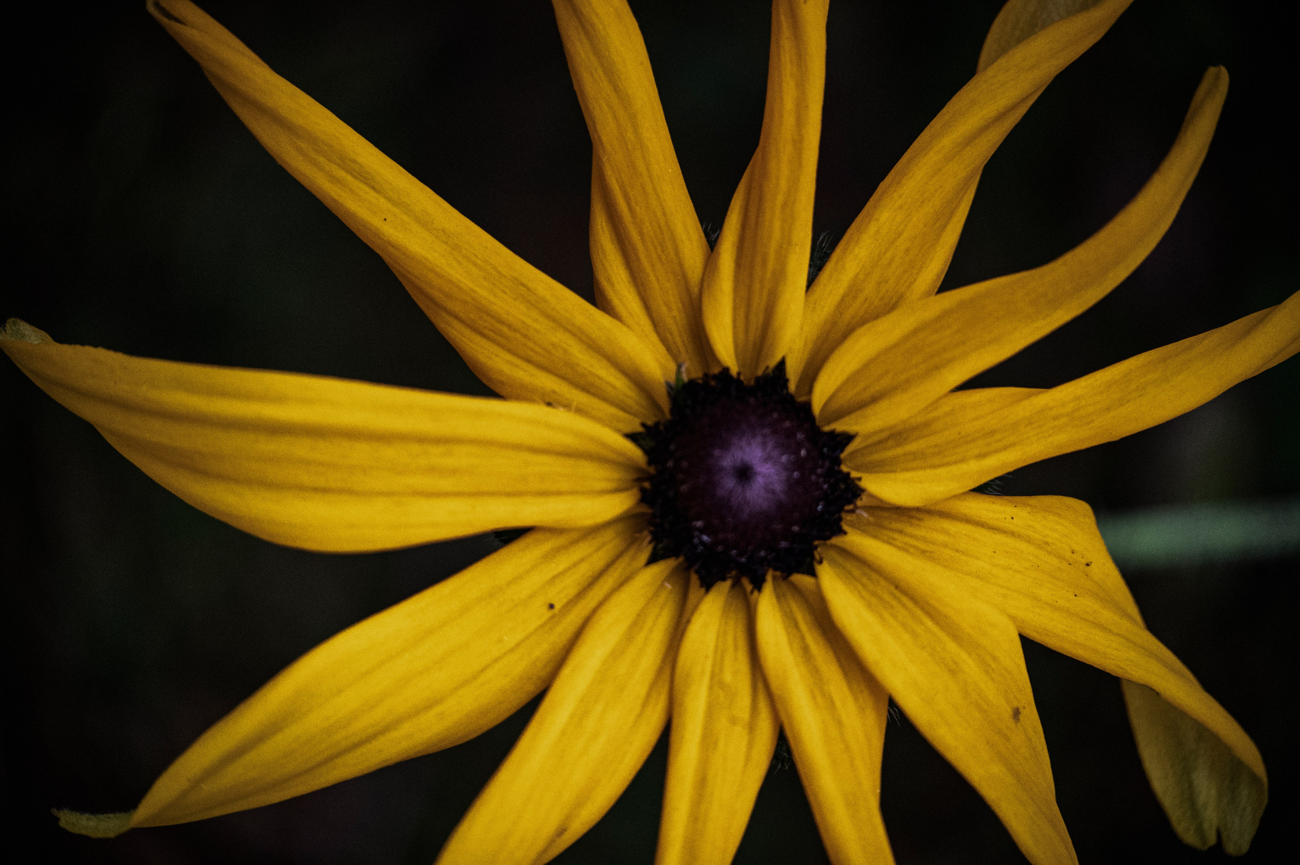 Осенние цветы. Фотограф Роман Адлер