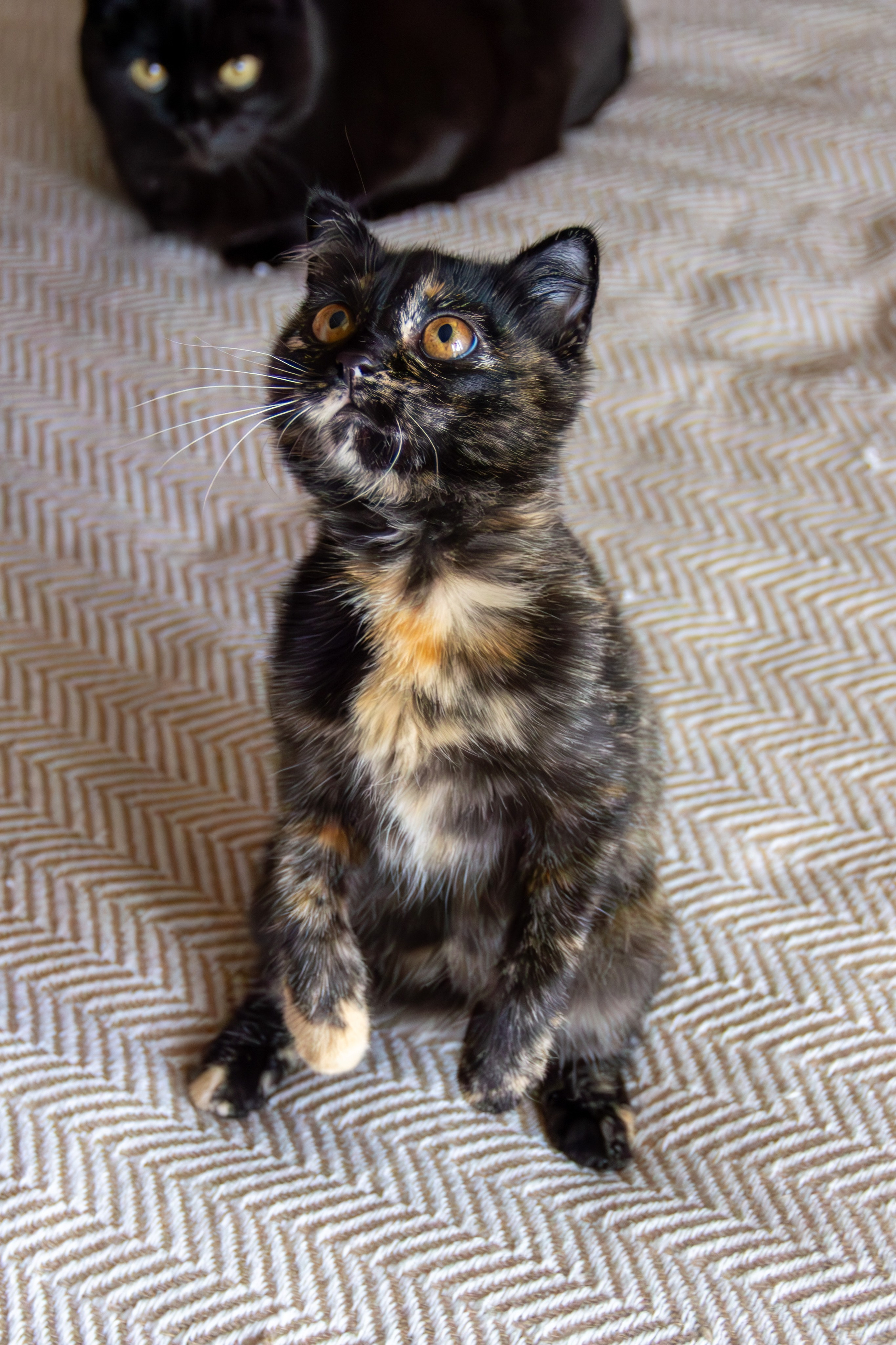 Котёнок Соня. Фотозаметки Лины Юговой | фотограф-анималист