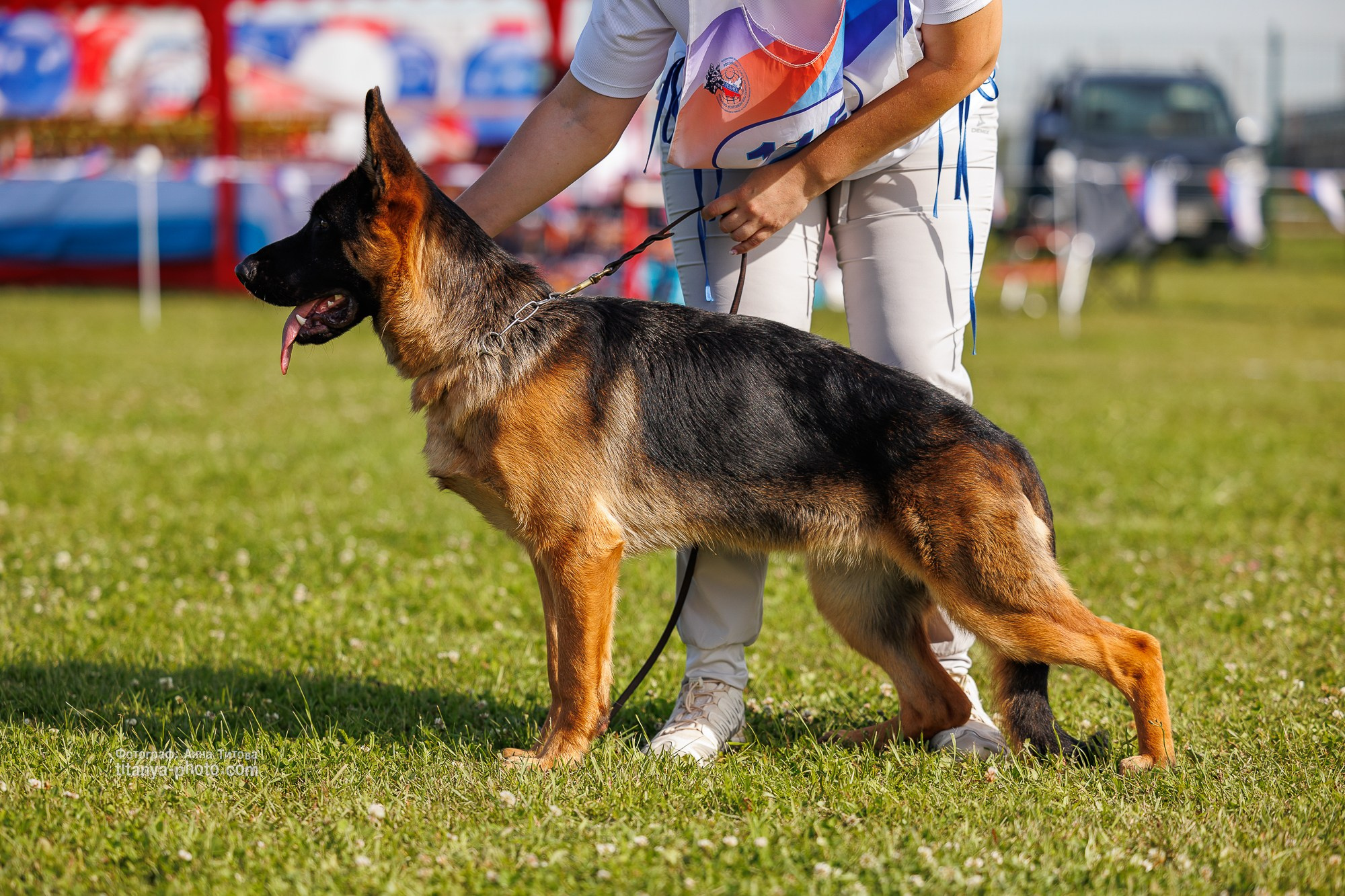 Немецкие овчарки: фото из рингов и вне ринга, мутпроба (фотографии с выставок). Фотограф собак, фотограф-анималист Аня Титова (Titanya). Москва