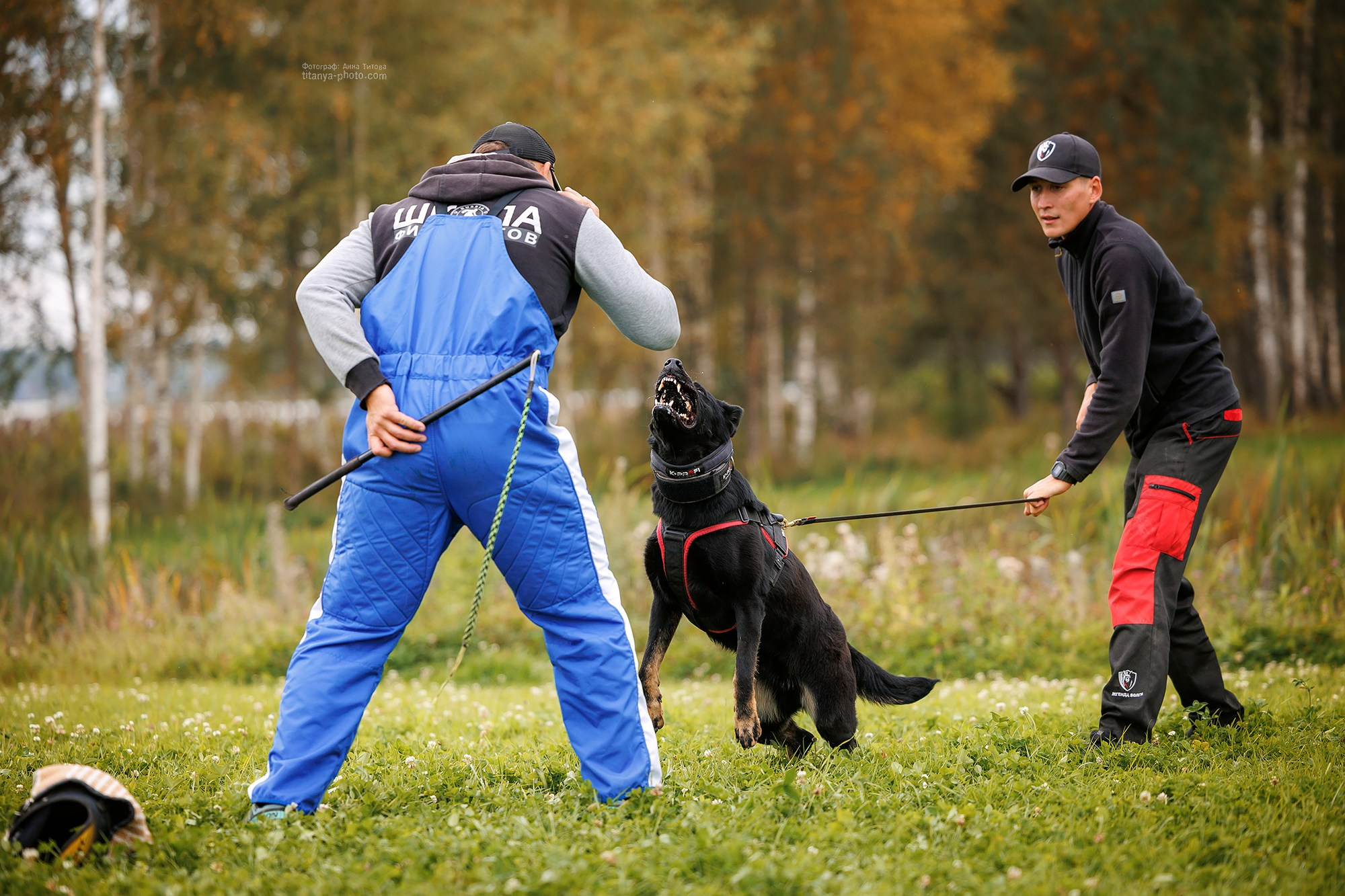 Тренировка по защите в питомнике немецких овчарок «Легенда Волги». Фотограф собак, фотограф-анималист Аня Титова (Titanya). Москва