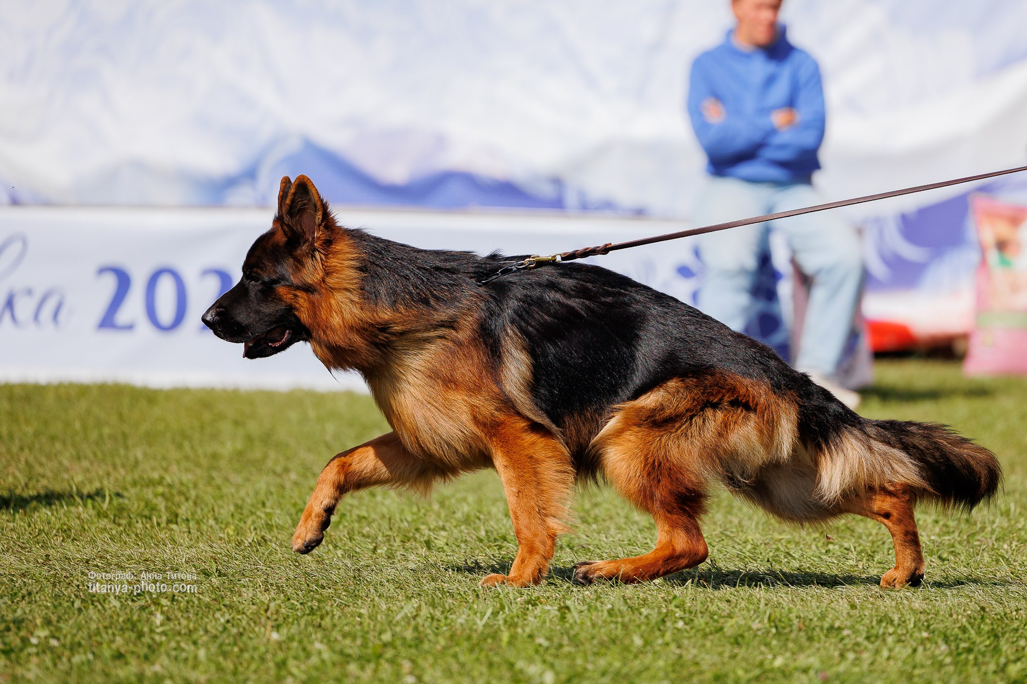 Немецкие овчарки: фото из рингов и вне ринга, мутпроба (фотографии с выставок). Фотограф собак, фотограф-анималист Аня Титова (Titanya). Москва