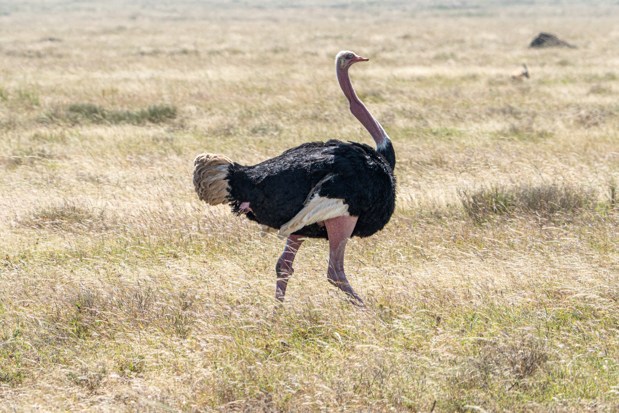 Танзания, сафари, 2025. Творческие сьемки