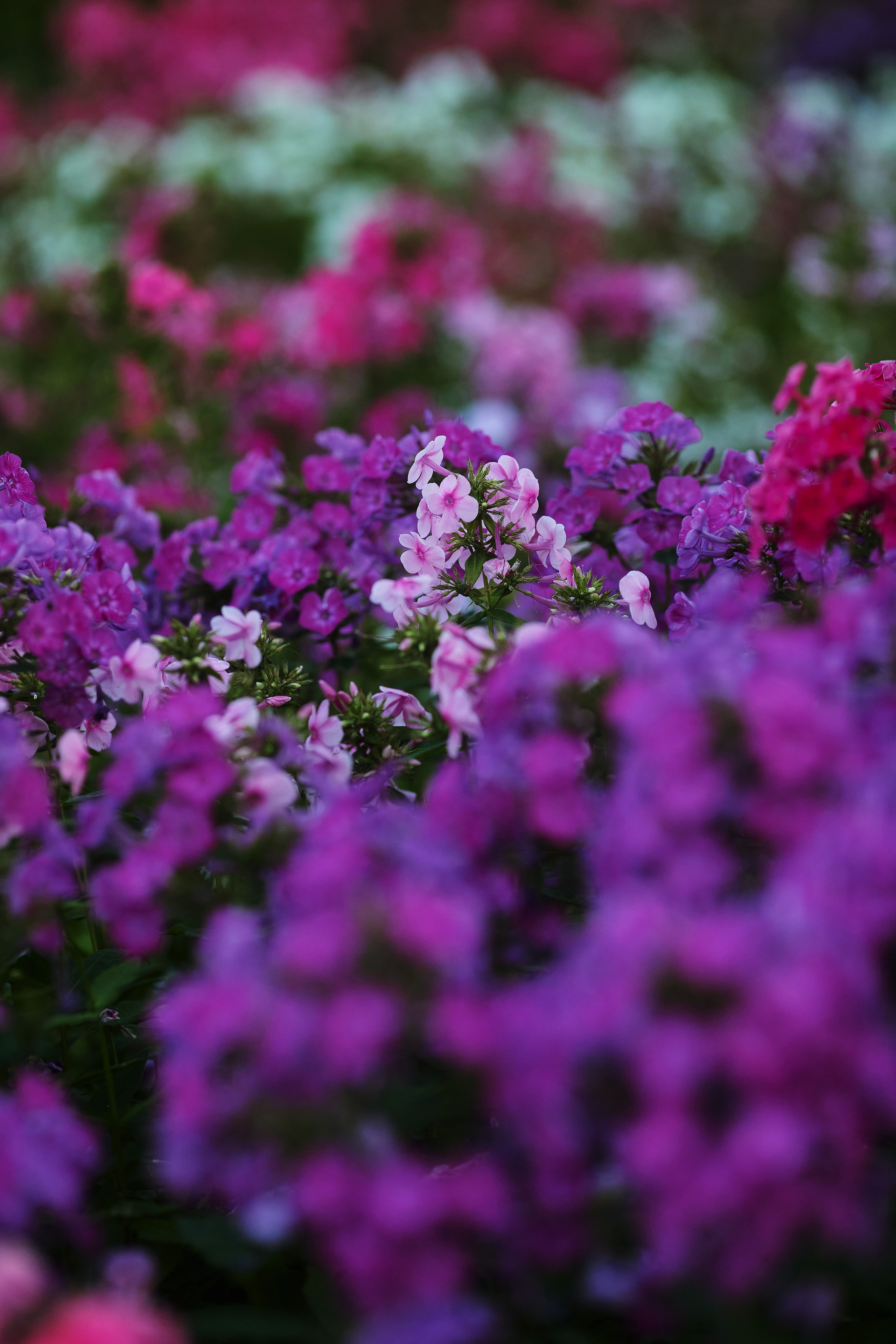 Красивый цветочный фон с фиолетовыми, розовыми и зелёными оттенками