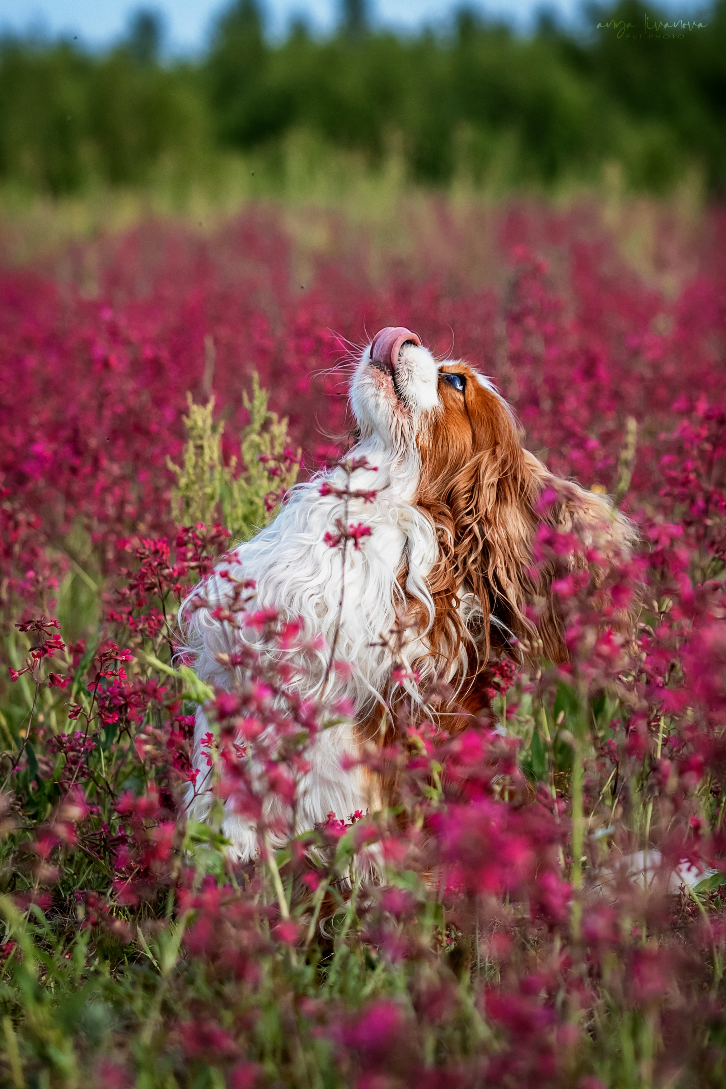 Смолка клейкая. Фотограф анималист Аня Ливанова | Рыбинск