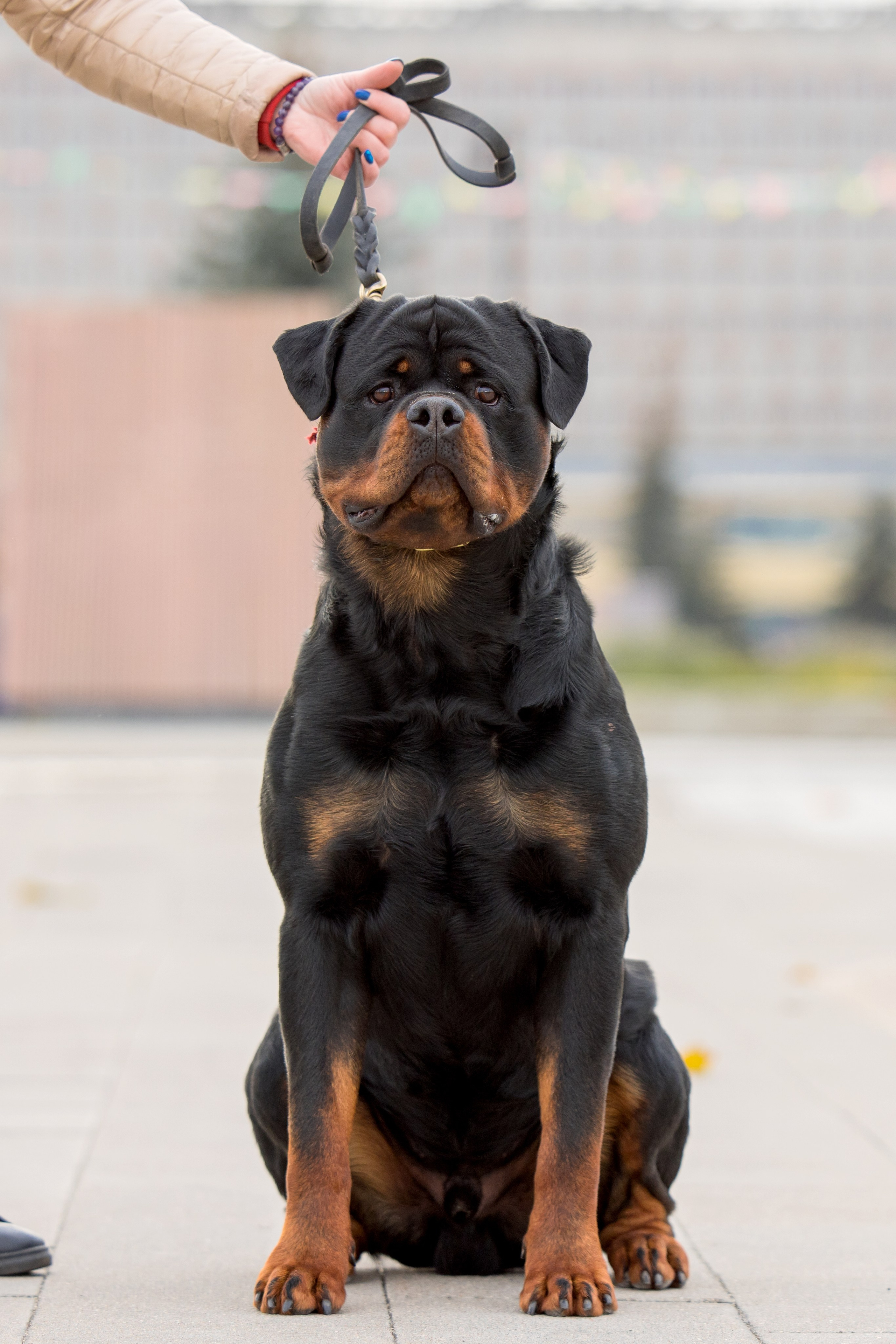 Нижний Новгород 21-22.10.2023. Фотограф-анималист Юлия Германика