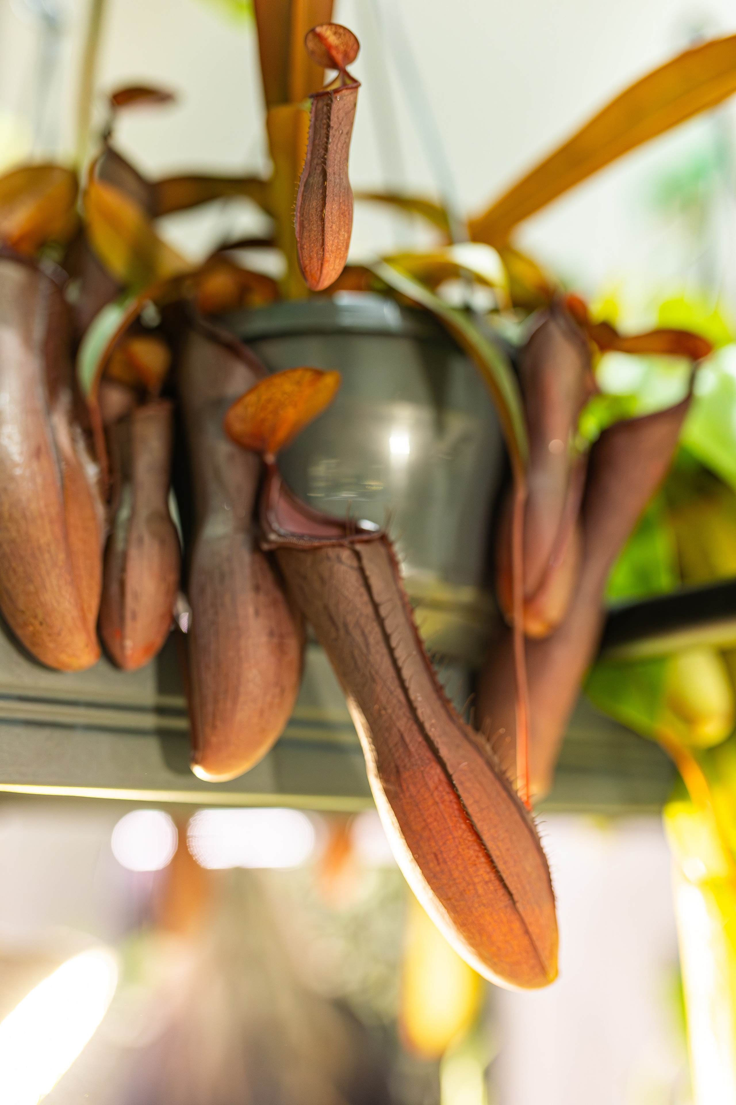 Монстериум апрель 2026. Александра Куликова фотограф, Москва