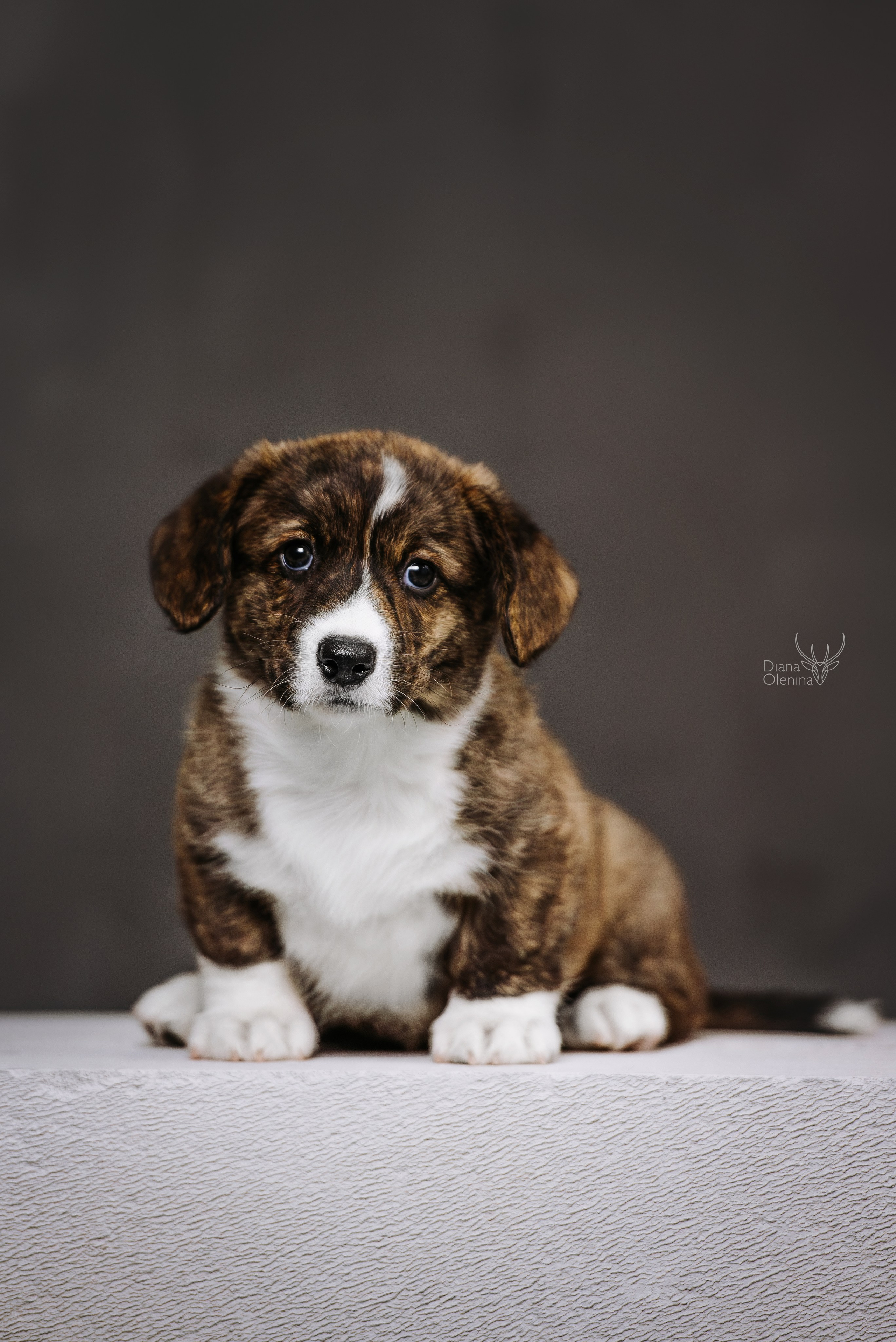 Помет Вельш Корги Кардиган. Фотограф Диана Оленина Красноярск / Братск