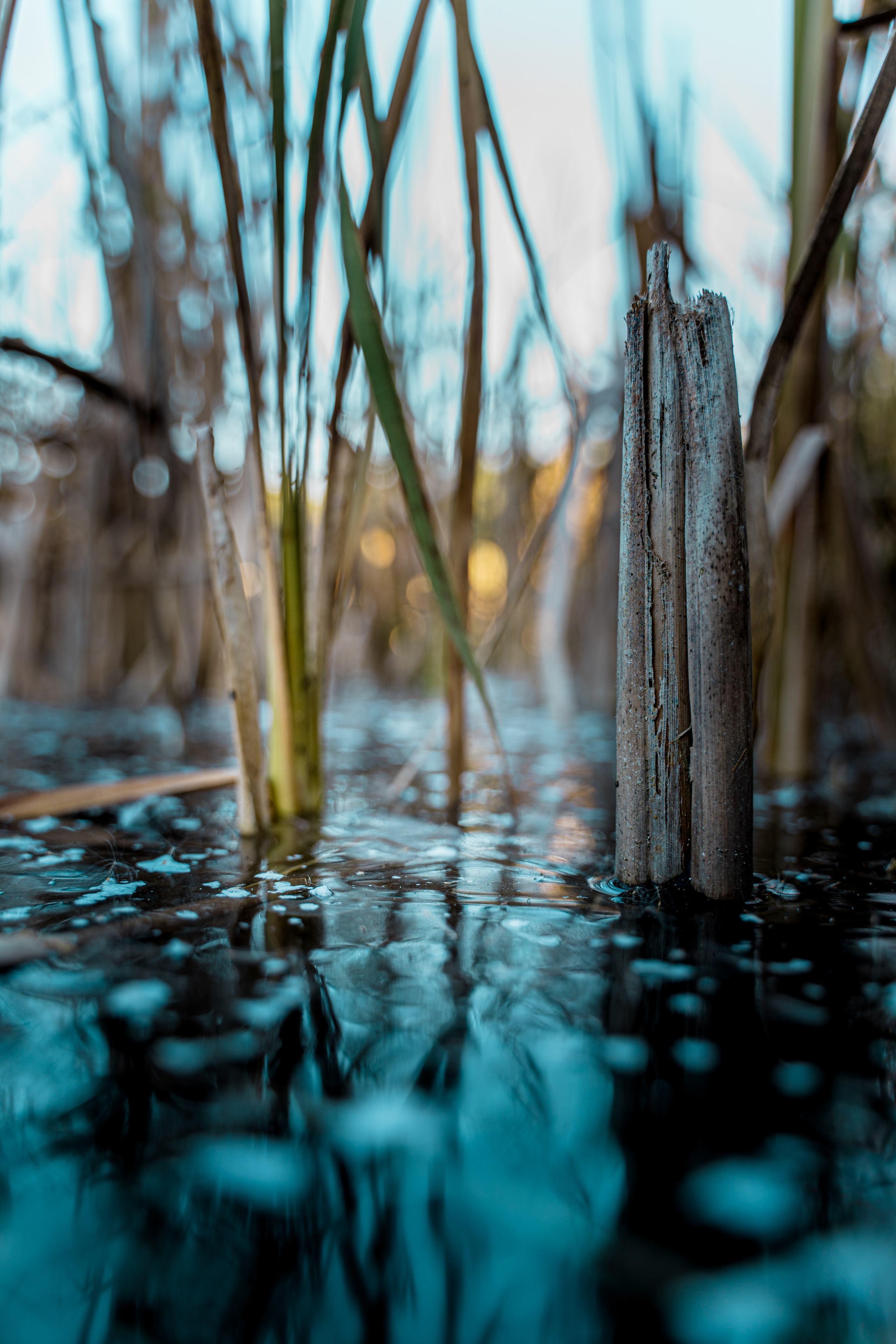 Пища для глаз. Ваш фотограф Северск | Томск